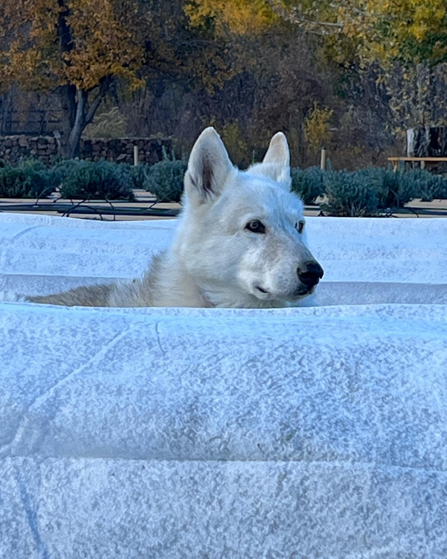 Our buddy Jet is terrible help in getting frost blankets on but&hellip; he does knows a secret! FREE SHIPPING through Dec 10th using the discount code on our website homepage. Visit coloradomountainlavender.com and claim yours.