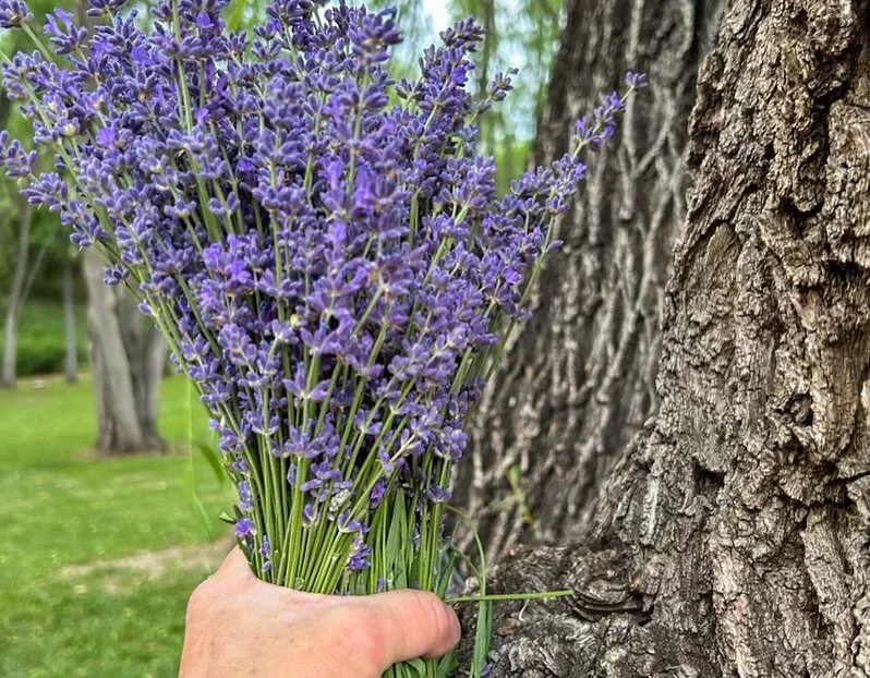 U-Pick is coming! Join us Friday &amp; Saturday (Aug 2nd and 3rd) and cut your own fresh bundle. While harvest and distilling operations get underway, the Farm and Shop will only be open Thur, Fri, and Saturday&rsquo;s (10-4p)