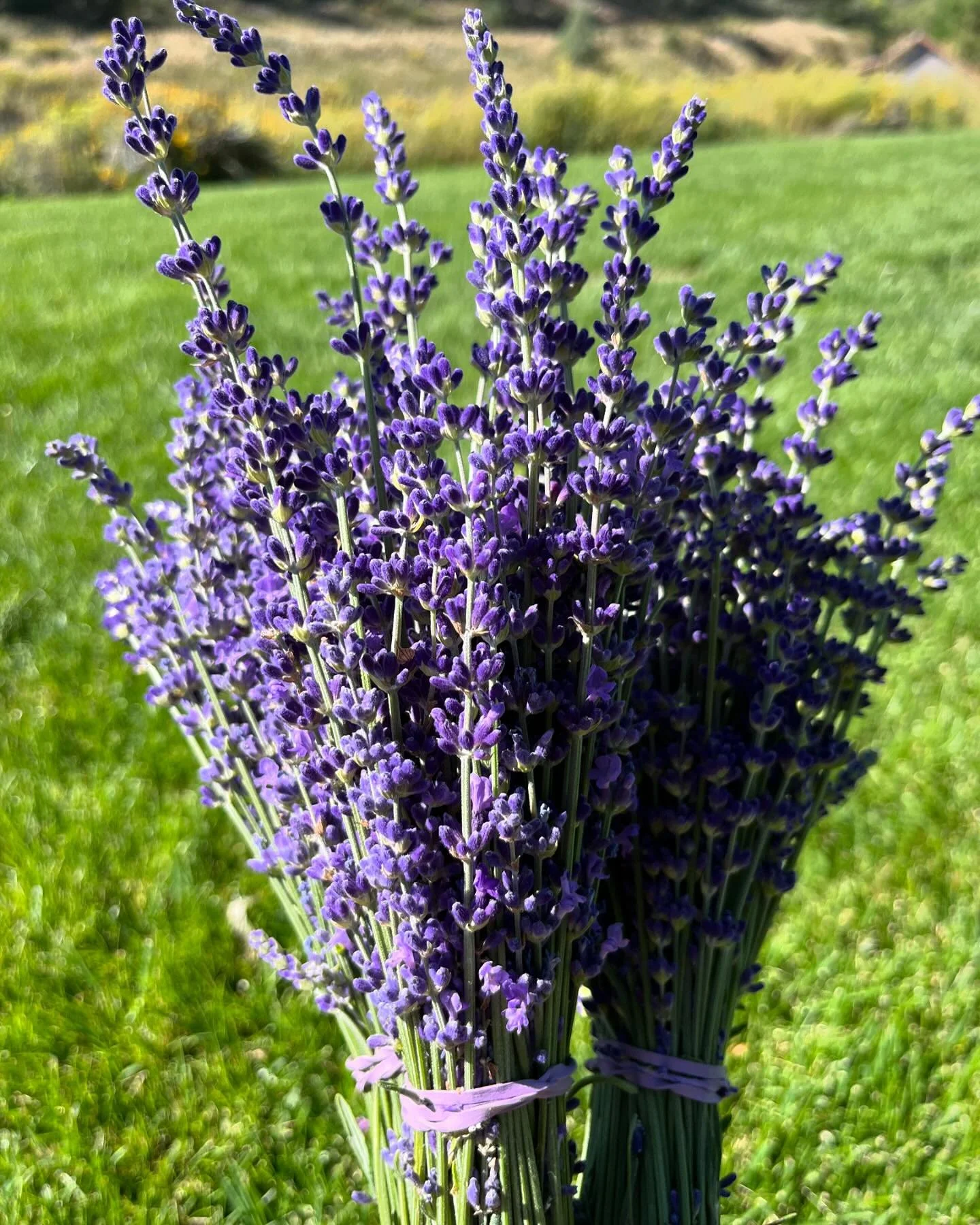 Look at this Royal Velvet that Melanie cut this morning&hellip;beautiful. Just a reminder that the Farm and Shop will be closed this Thursday/Friday/Saturday (9/5, 6, and 7) while we wrap up harvest and spend some time enjoying our first grandchild! 
