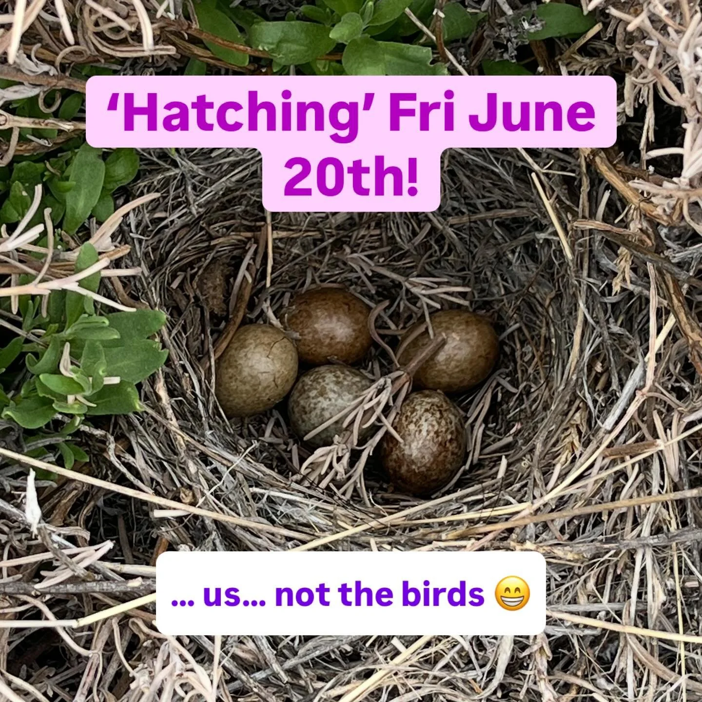 This is a &lsquo;first&rsquo; found while pruning some Grosso in our West Field! Not sure when these guys hatch out&hellip; but WE are for the 2025 season starting Friday June 20th! 
Open every Friday/Saturday 11a-4p
