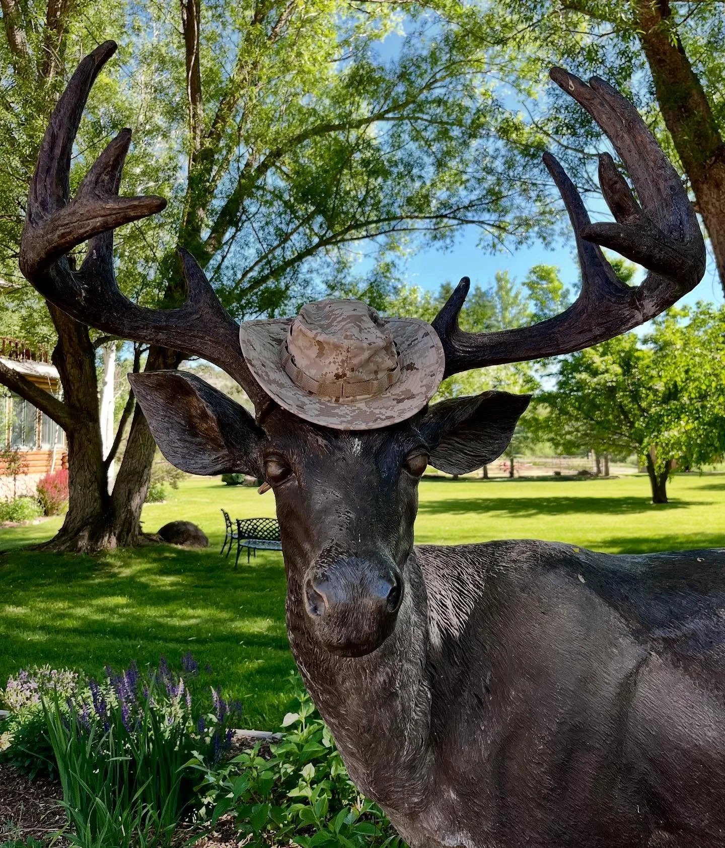 Be like Clyde!
It&rsquo;s super shady around the Farm Shop and Lodge, but across the bridge where the lavender lives it&rsquo;s all about &lsquo;full sun&rsquo;. Consider bringing a hat as you wander about the place - you&rsquo;ll thank us later 😁. 
