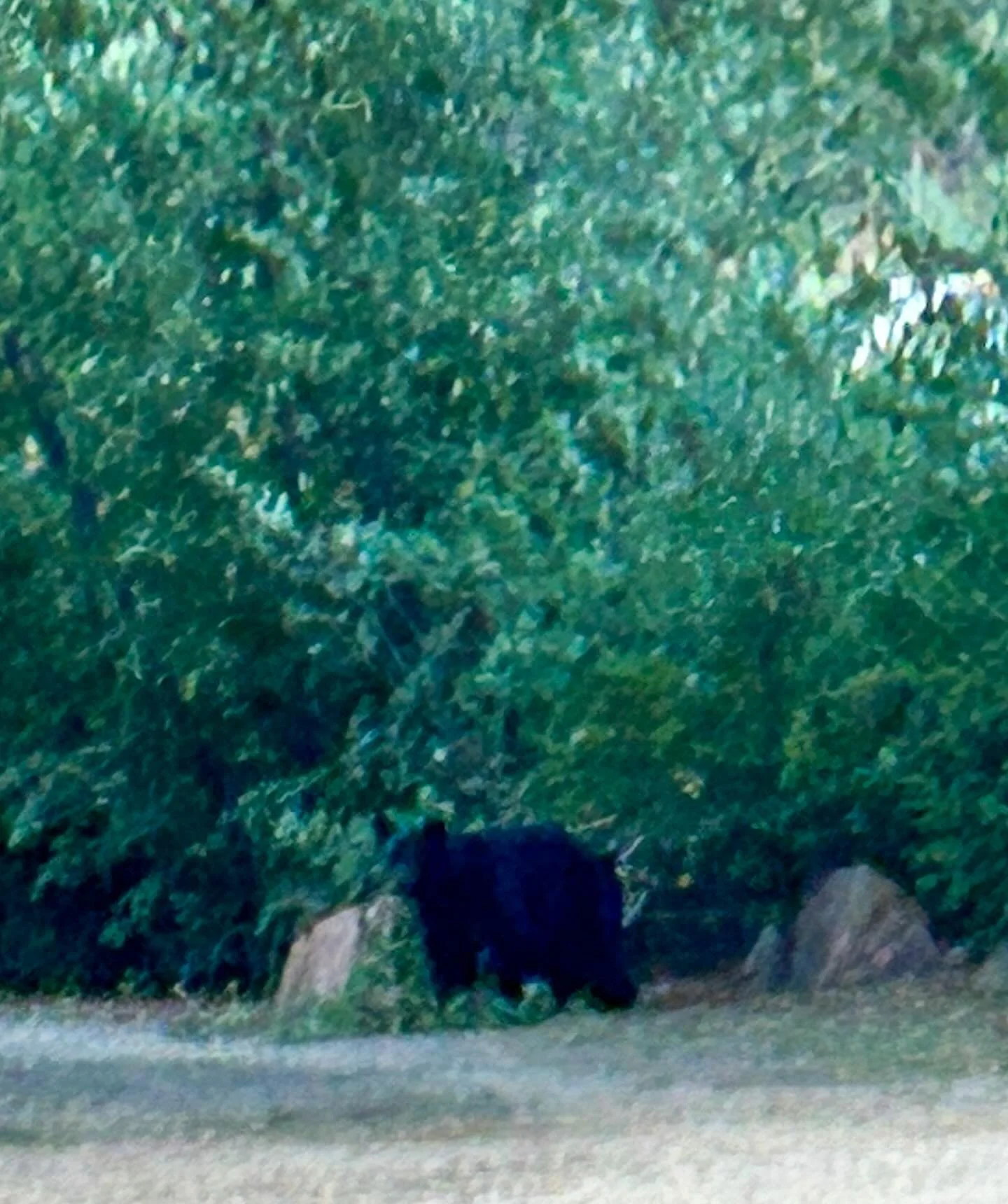 Now we know where our choke cherries are going! Caught this handsome fella &lsquo;checking out the goods&rsquo; last evening. He has some options here on the farm (pears and apples too). Just glad lavender is not on his menu. Bet we haven&rsquo;t see