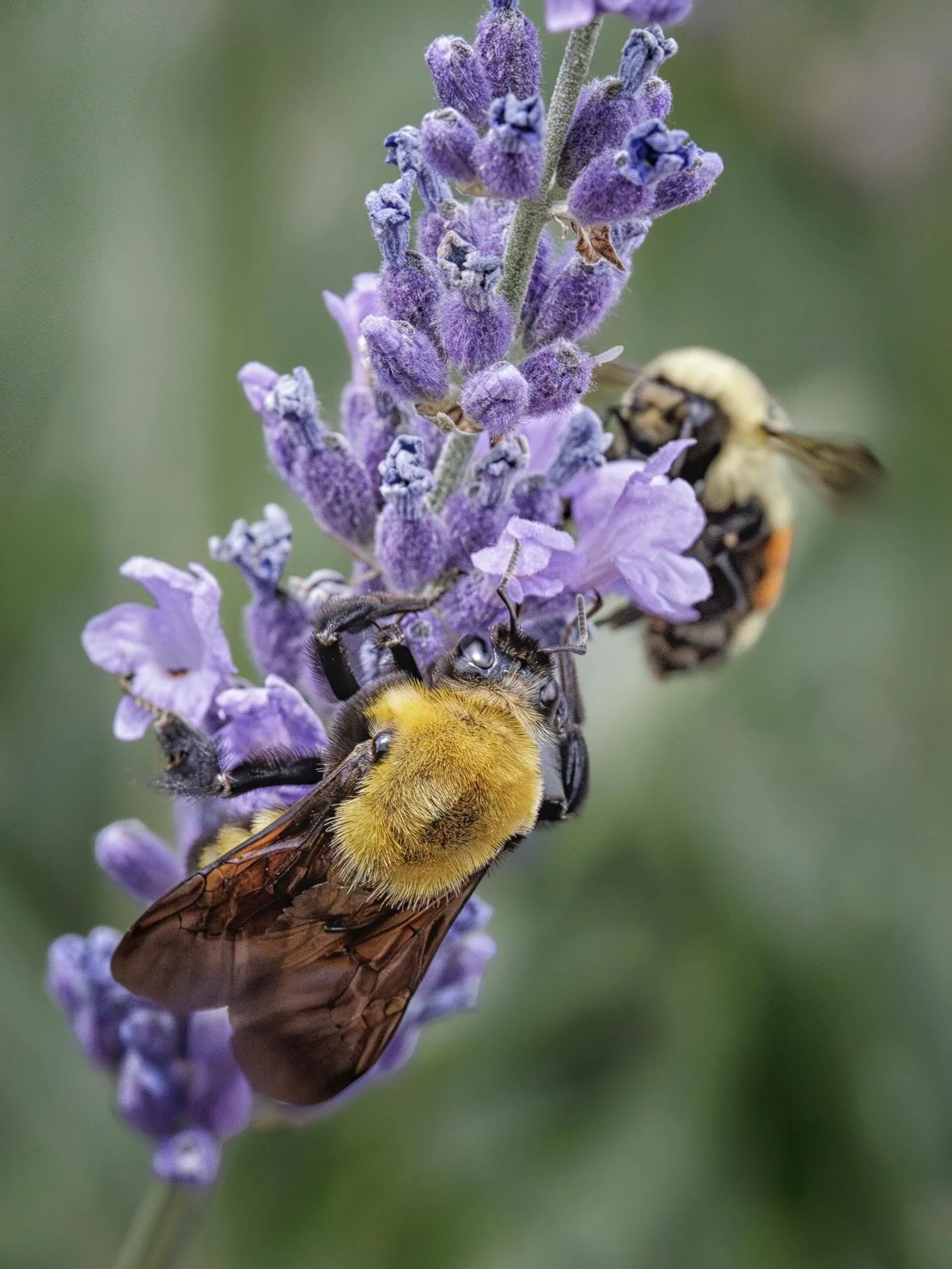Bee-utiful timing! Lavender's late, but our buzzing friends are making the most of it Thanks Stu Langrehr for capturing this! We're open Fridays and Saturdays, 11 am to 4 pm.