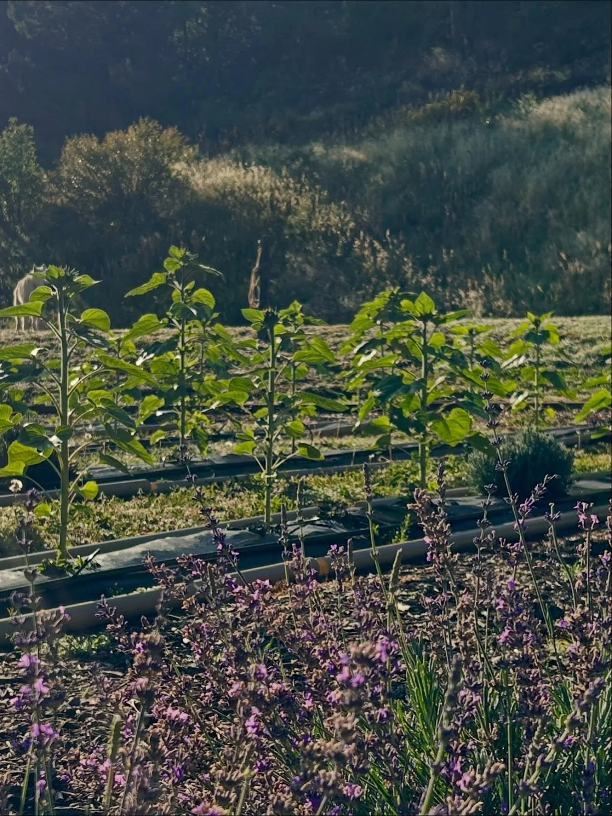Our lavender isn&rsquo;t the only thing growing this season! 🌿🌻 Planted sunflowers are filling in the shadier spots, and they&rsquo;re almost ready to shine. 

Only TWO more weekends to visit the farm and see these blooms side by side!