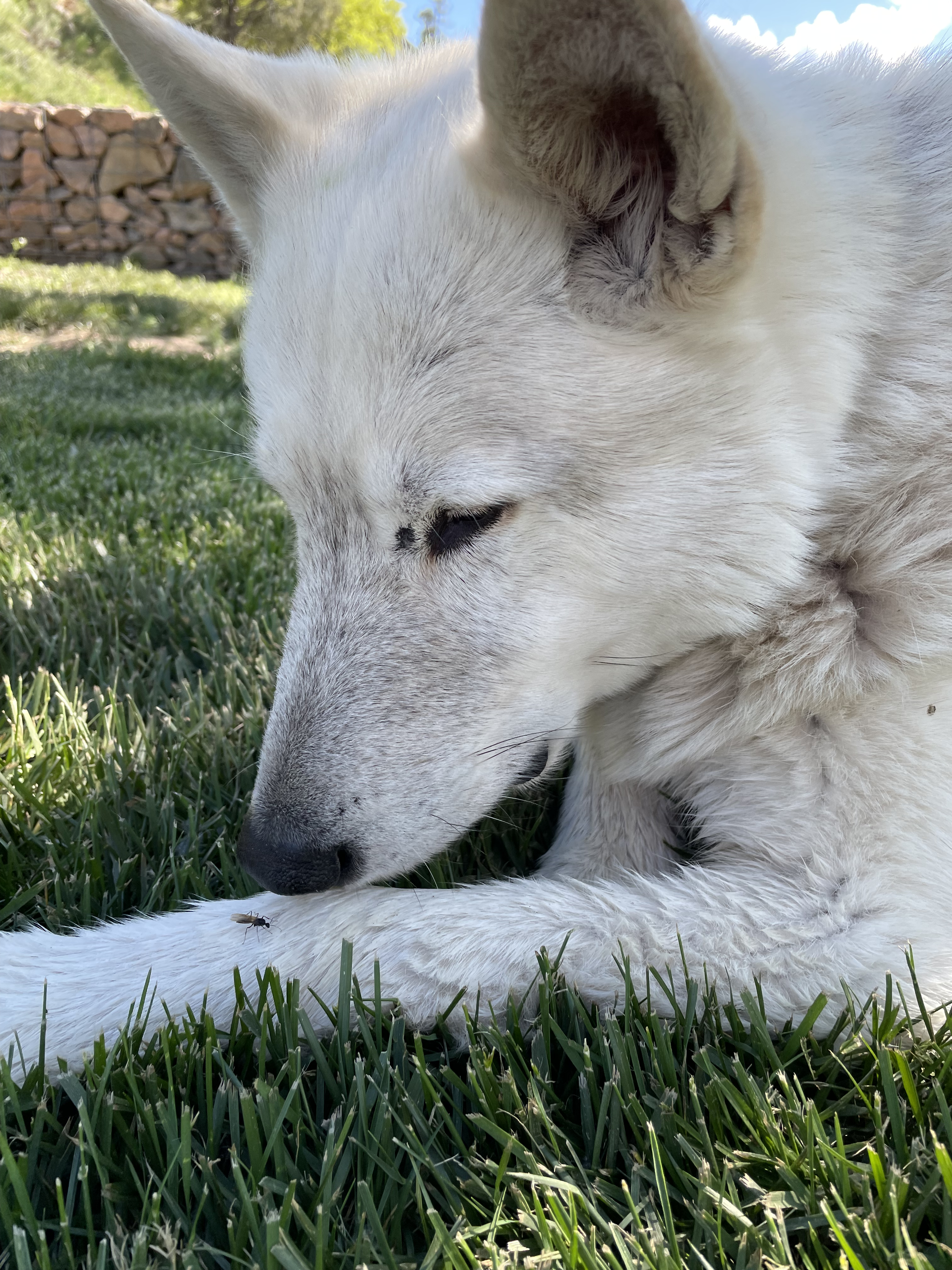 jet with bug on him.png