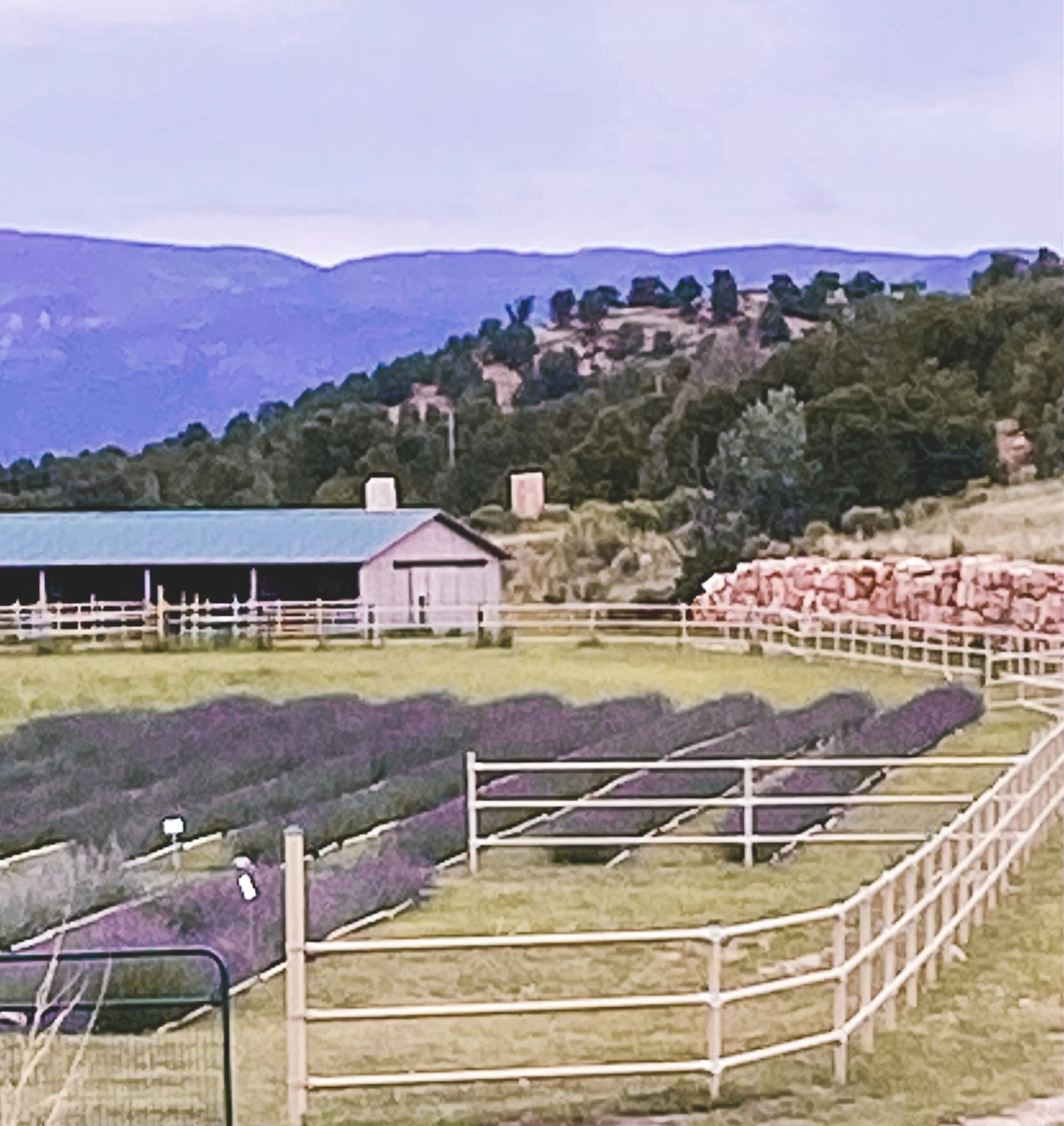 long view of impress rows (2).jpg