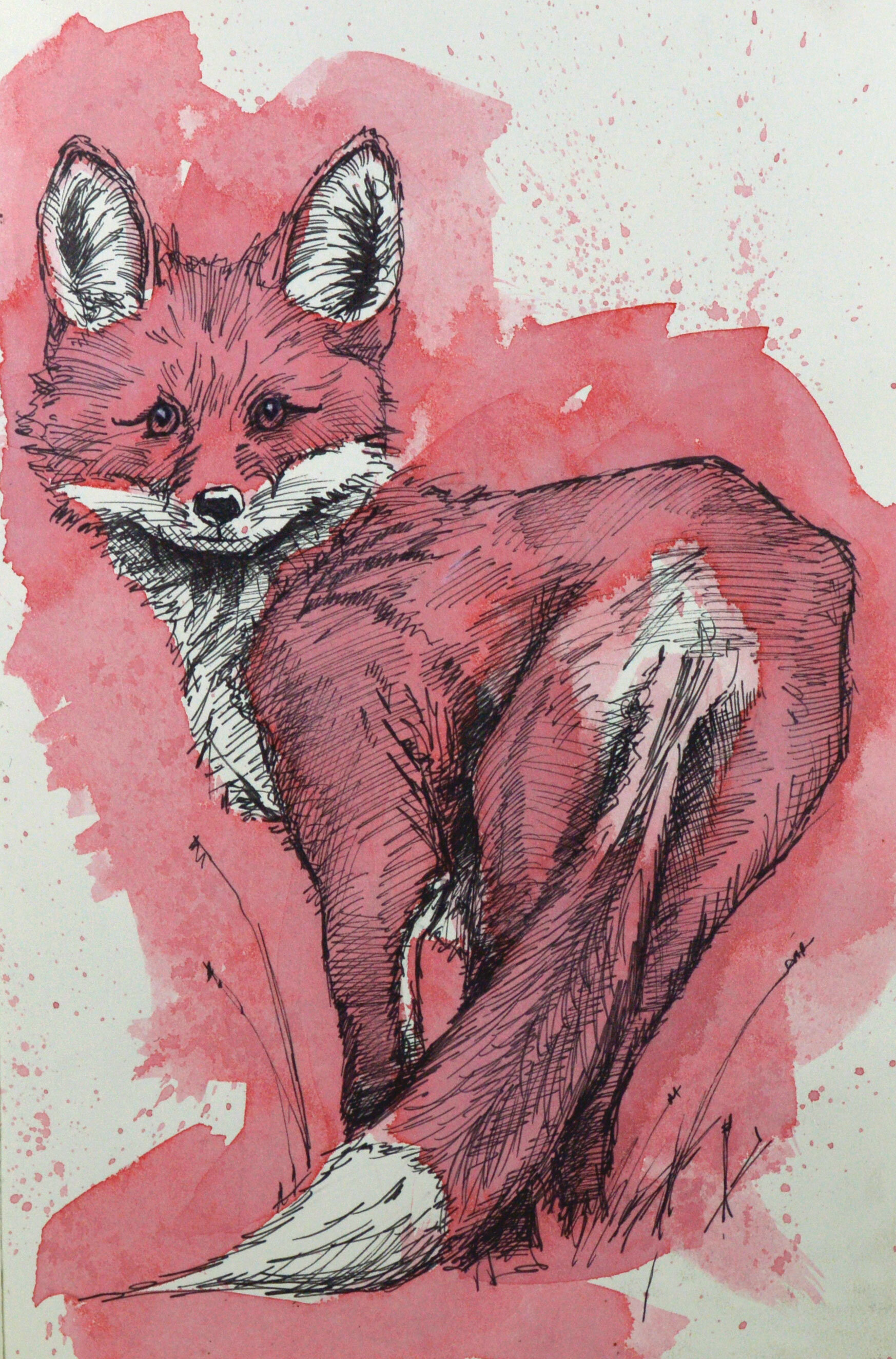 RedFox2.jpg