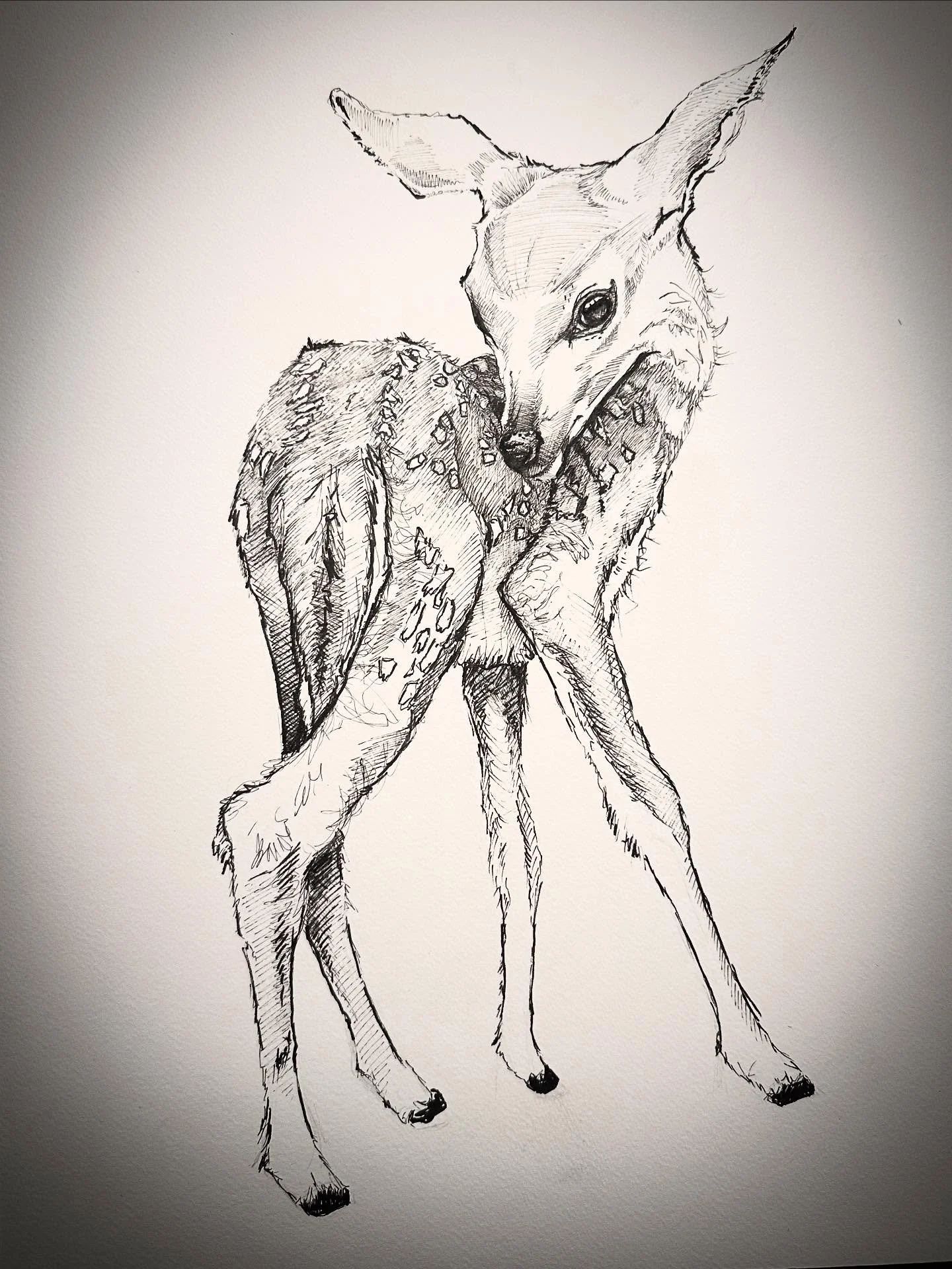 Fawn 12x16. Work in progress. 
.
.
.
.
. #deer #doe #fawn #bambi #deerart #fawnart 
. 
#sketch #ink #ocnyarts #hudsonvalleyart #nyartist #warwickartist #arttobuy #hudsonvalleyartist #customart #art #customgift #blackworknow #inkedartgroup #illustrati