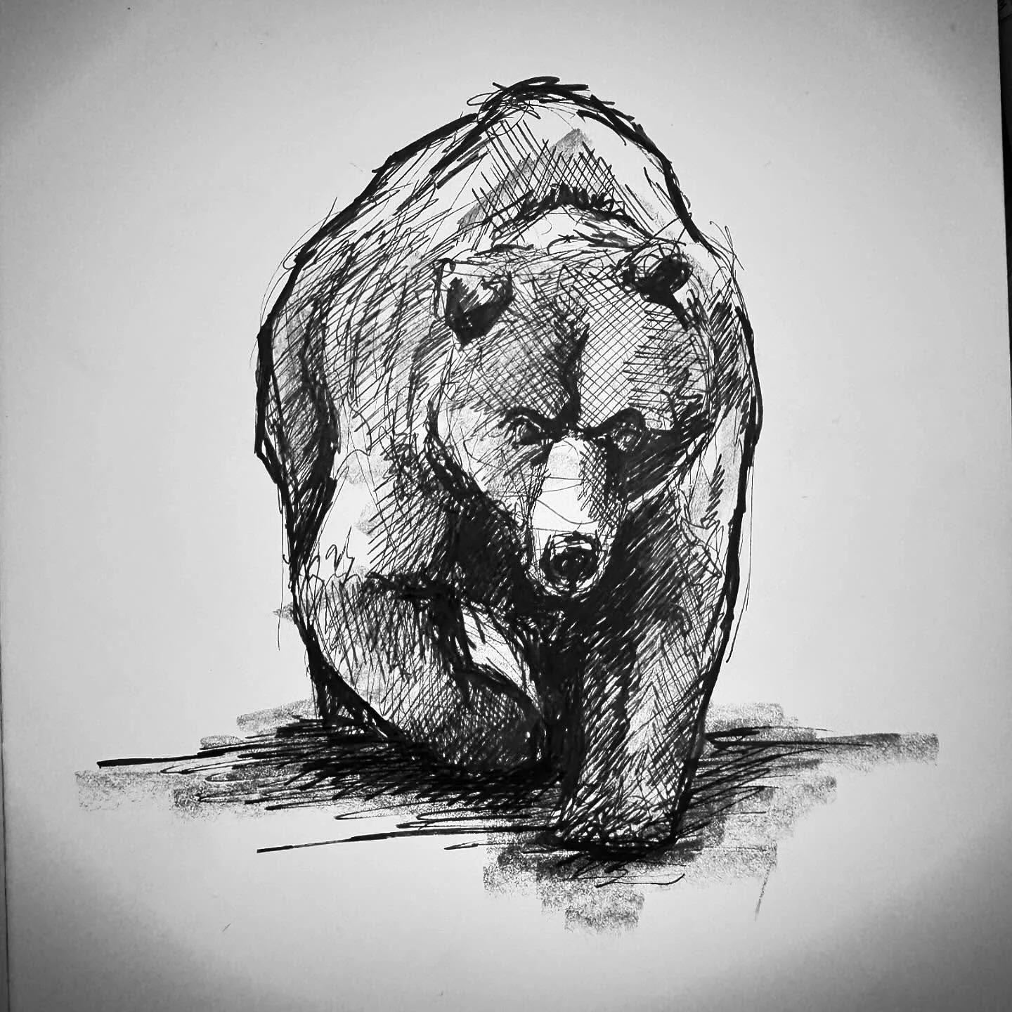 Bear sketch 🐻
.
.#grizzly #bear #bears #bearsketch #bearart 
.
.
. 
. 
#sketch #ink #ocnyarts #hudsonvalleyart #nyartist #warwickartist #arttobuy #hudsonvalleyartist #customart #art #customgift #blackworknow #inkedartgroup #illustration #inkart #ill