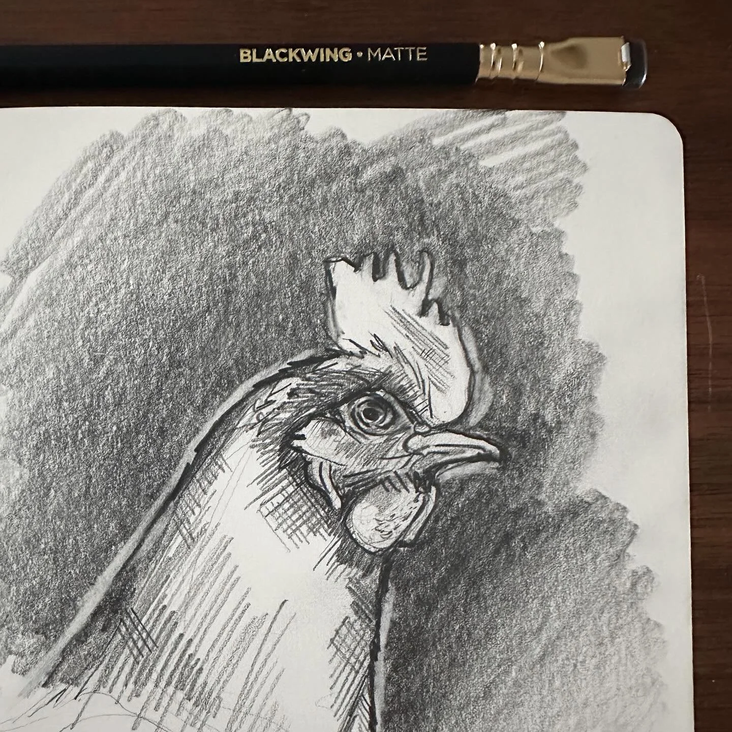 🐓 Quick #chicken sketch with my new @blackwing pencil. 
.
.#newhampshirered #blackwingpencil #farmhouse 
.
.
. 
. 
#sketch #ink #ocnyarts #hudsonvalleyart #nyartist #warwickartist #arttobuy #hudsonvalleyartist #customart #art #customgift #blackworkn
