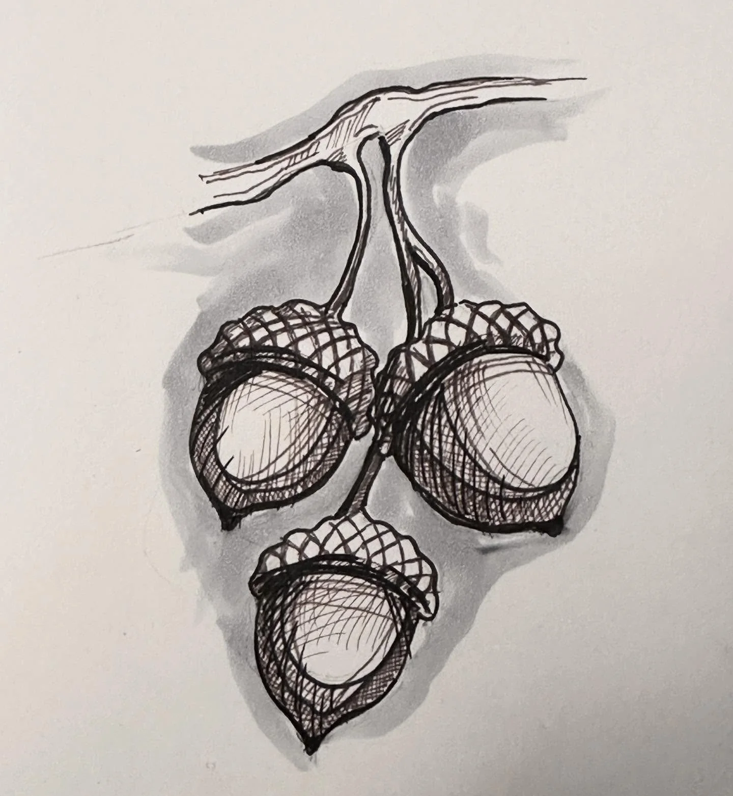 Quick sketch of a trio of acorns. 🐿️
.#acorn #acorns #oak #acornart #oakart 
.
.
.
. 
. 
#sketch #ink #ocnyarts #hudsonvalleyart #nyartist #warwickartist #arttobuy #hudsonvalleyartist #customart #art #customgift #blackworknow #inkedartgroup #illustr
