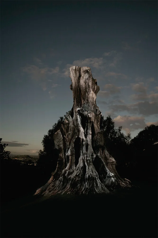   Fullbright-Wallace Arts Trust Award Winner  Steve Rood,  Stump, Maungakiekie , 2013, Video, 1 min 30 secs 