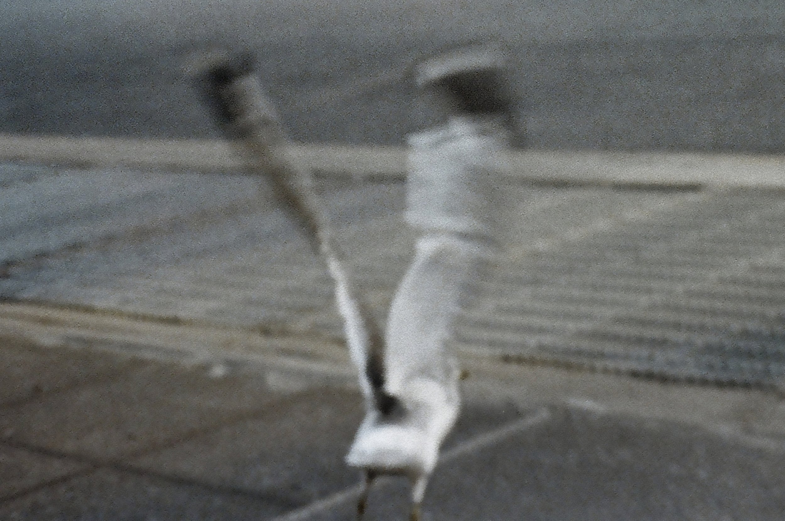 A bird taking flight.jpg