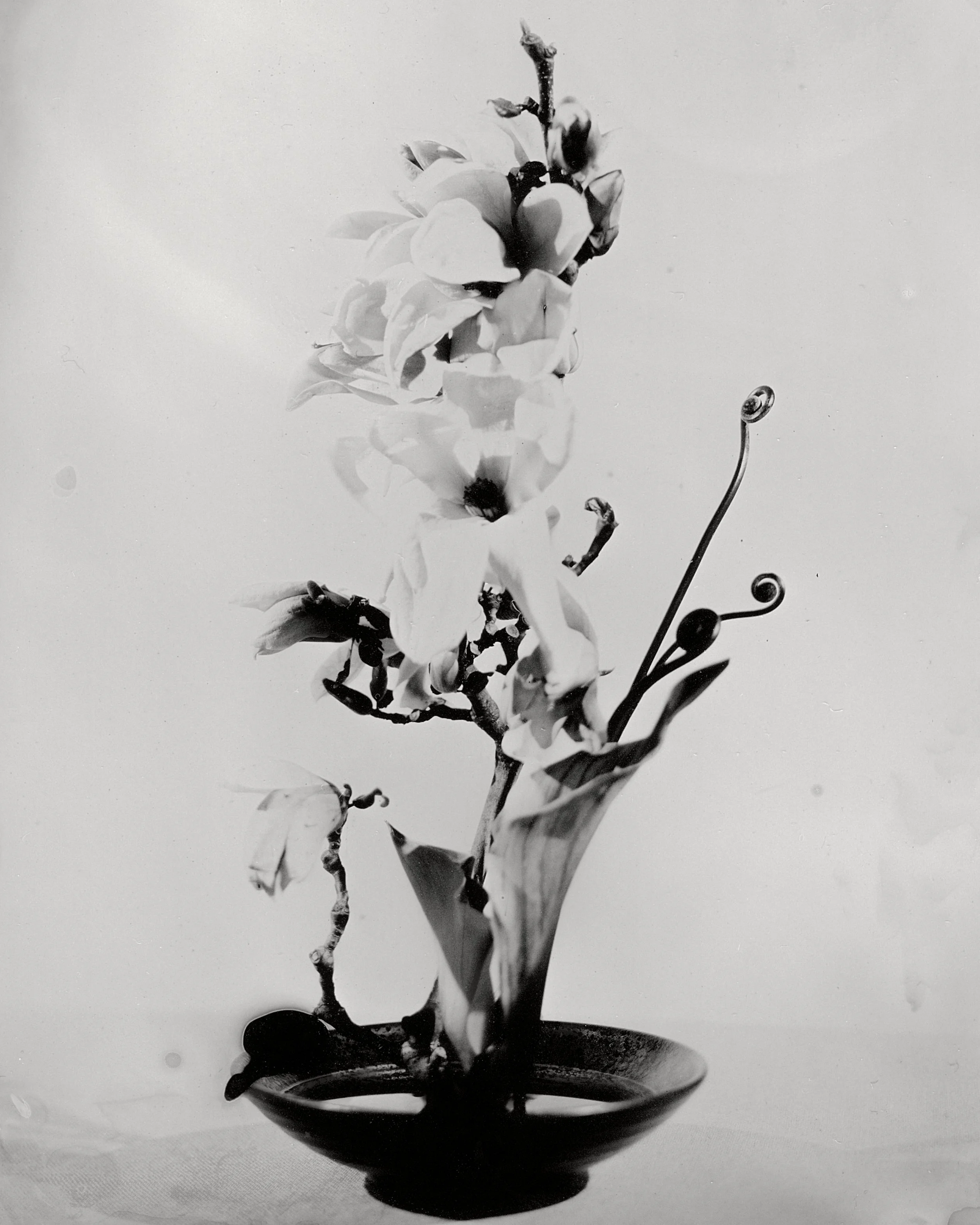 Amiel- Flower 06.JPG