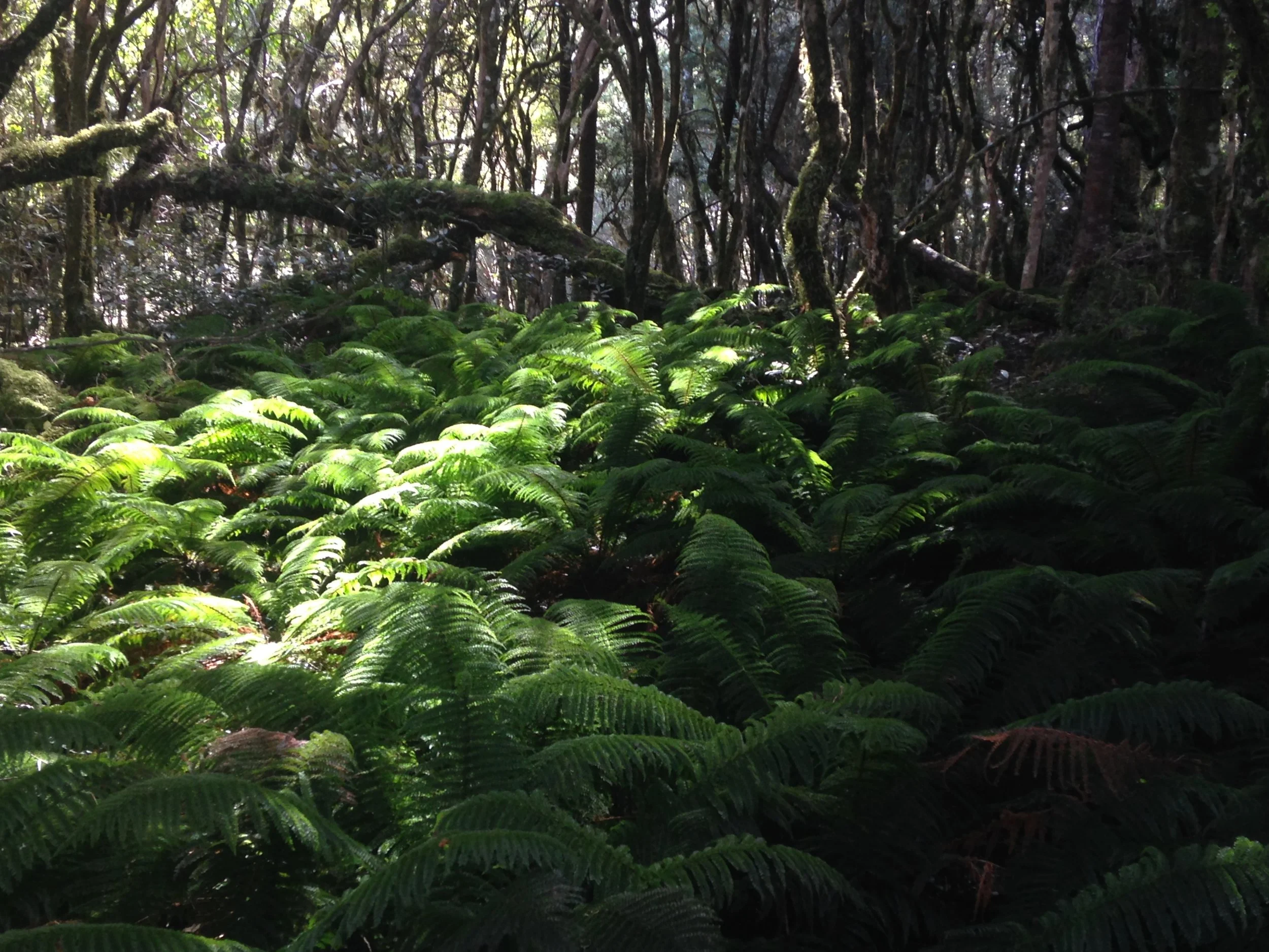 September is Māori language month!