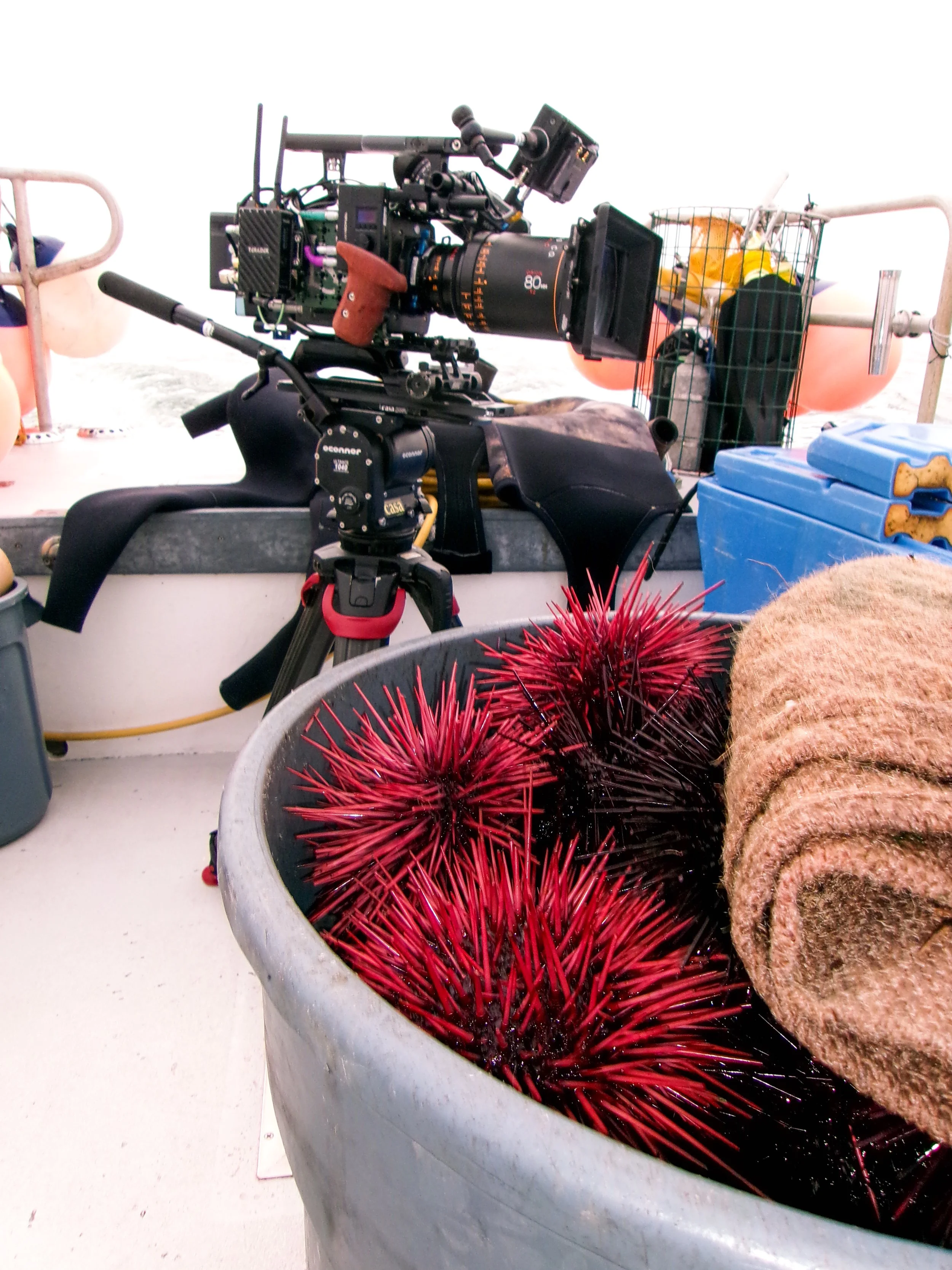 kodak-august2025-urchin--14.jpg