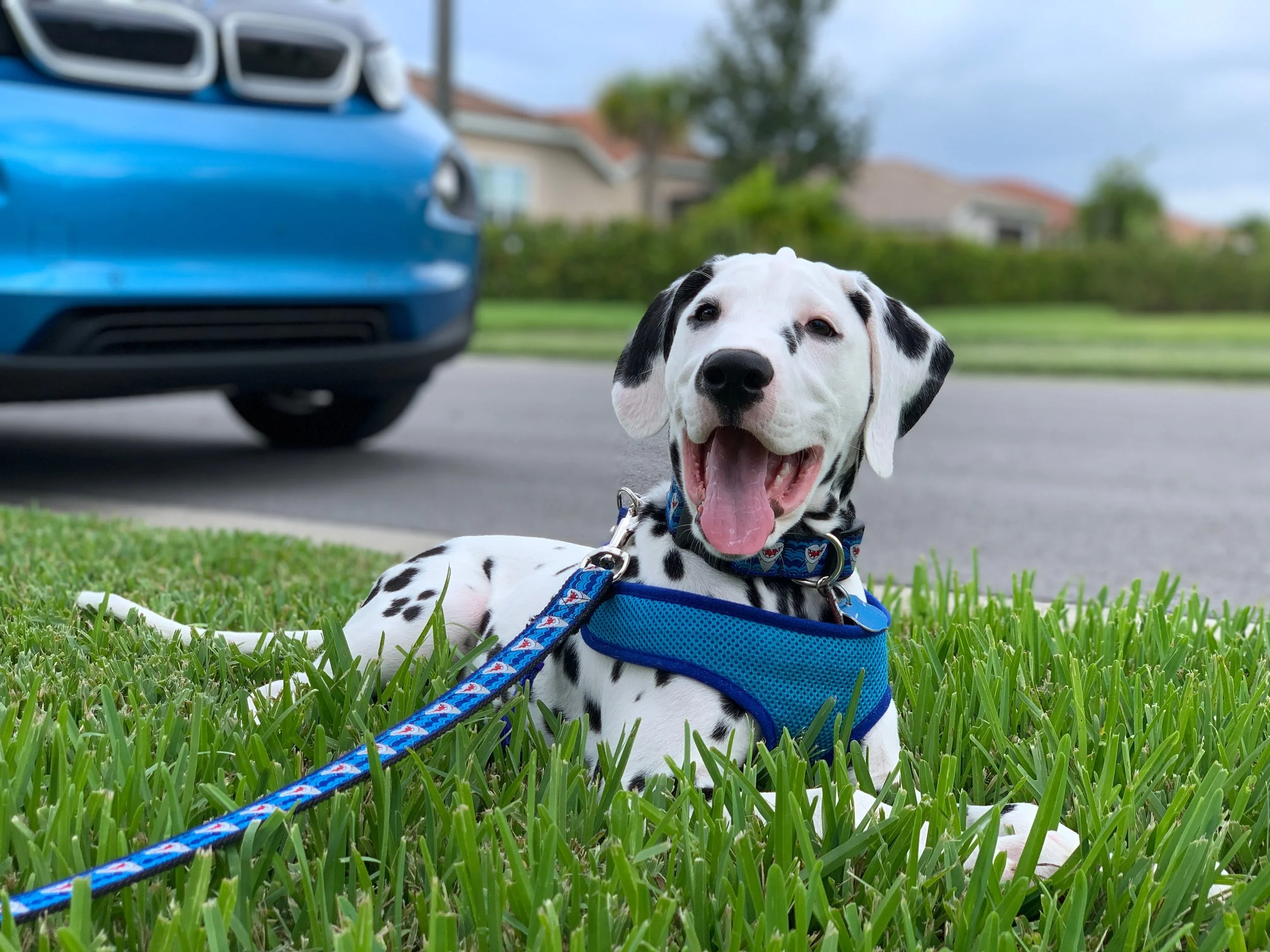 For the Love of Pet Sitting