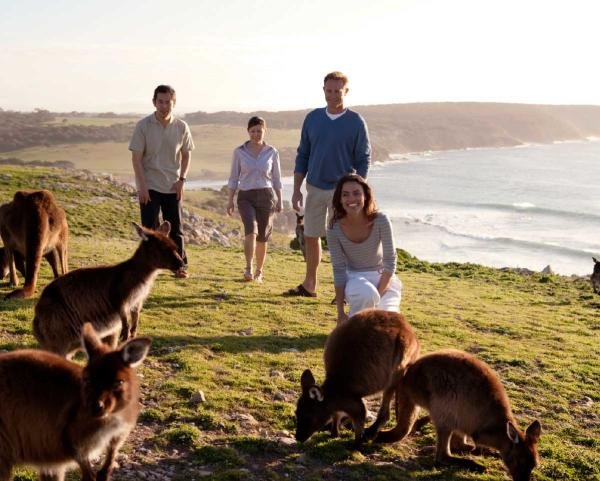 Meet the wildlife at Kangaroo Island