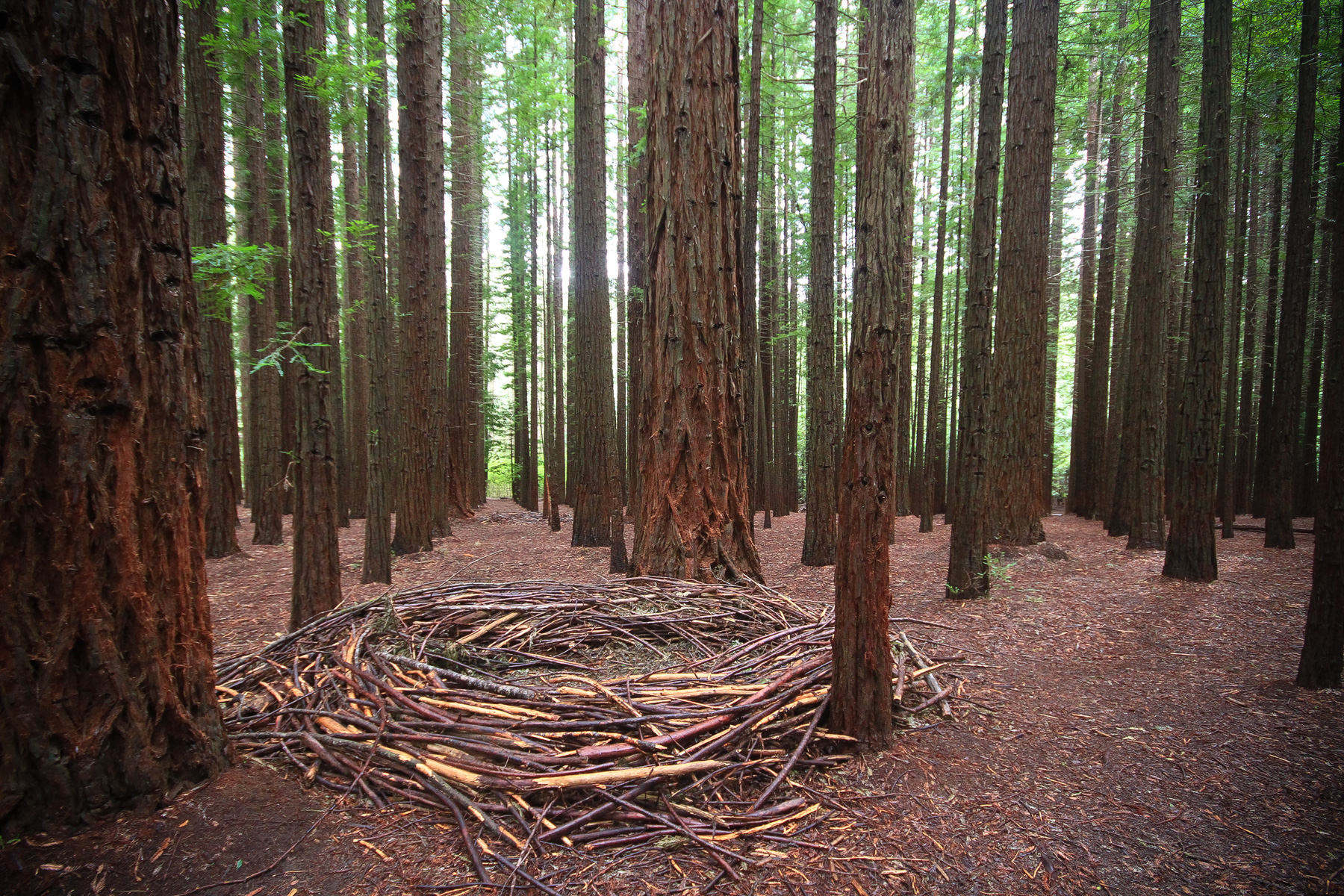 Sharon Weymouth: Redwood Forest