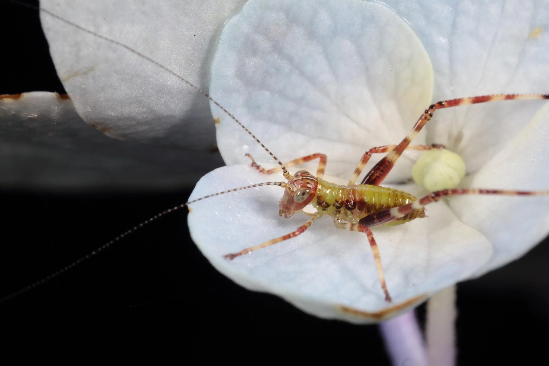 Nature 18 — IVANHOE PHOTOGRAPHIC