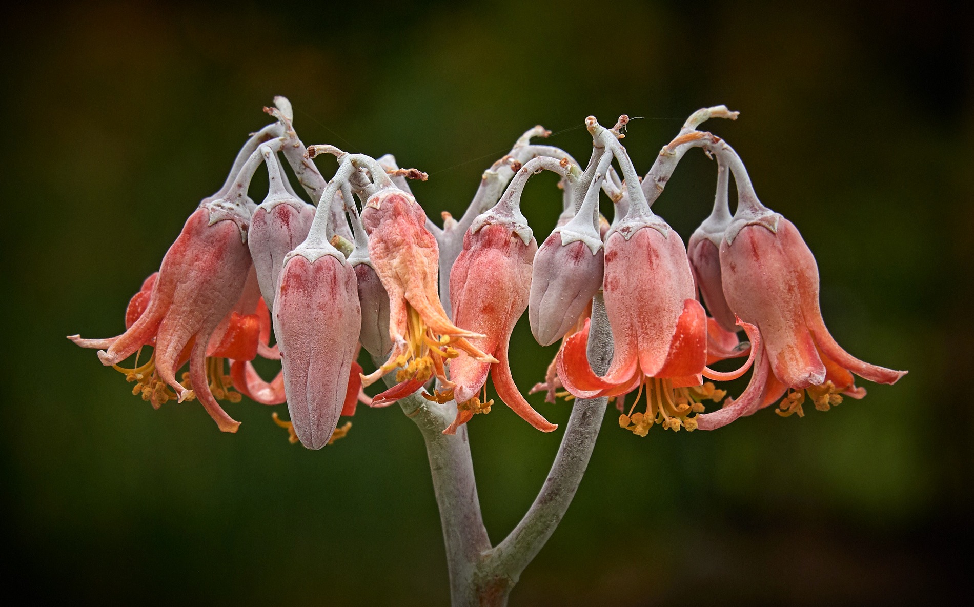 Decorative Dozen