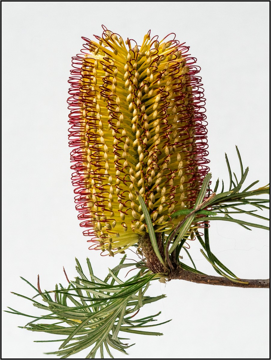 Little Banksia