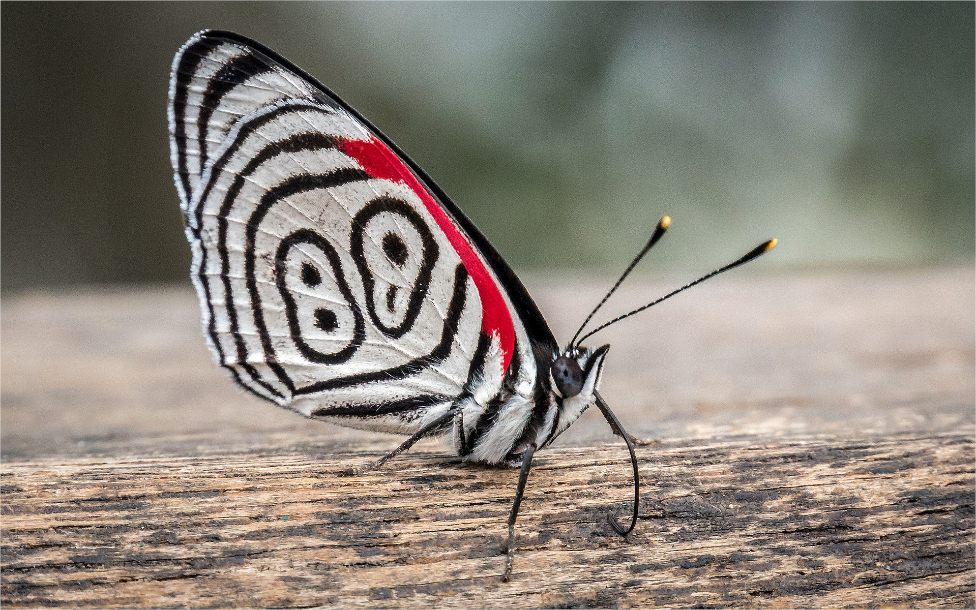 88 Butterfly Iguazu South America