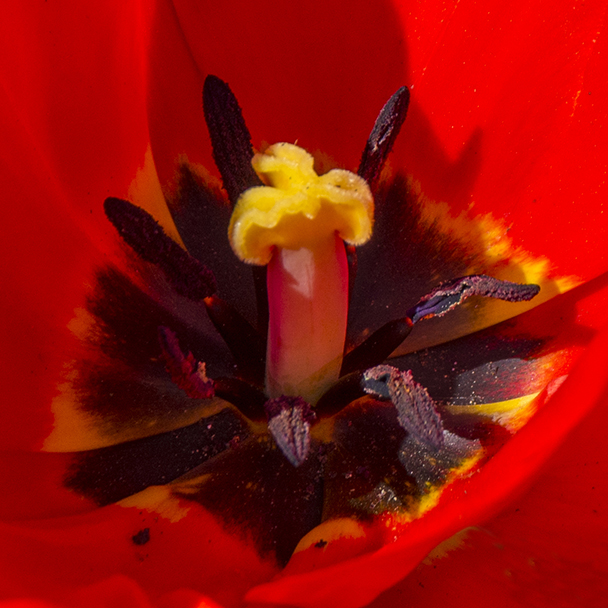 Inside a Red Tulip