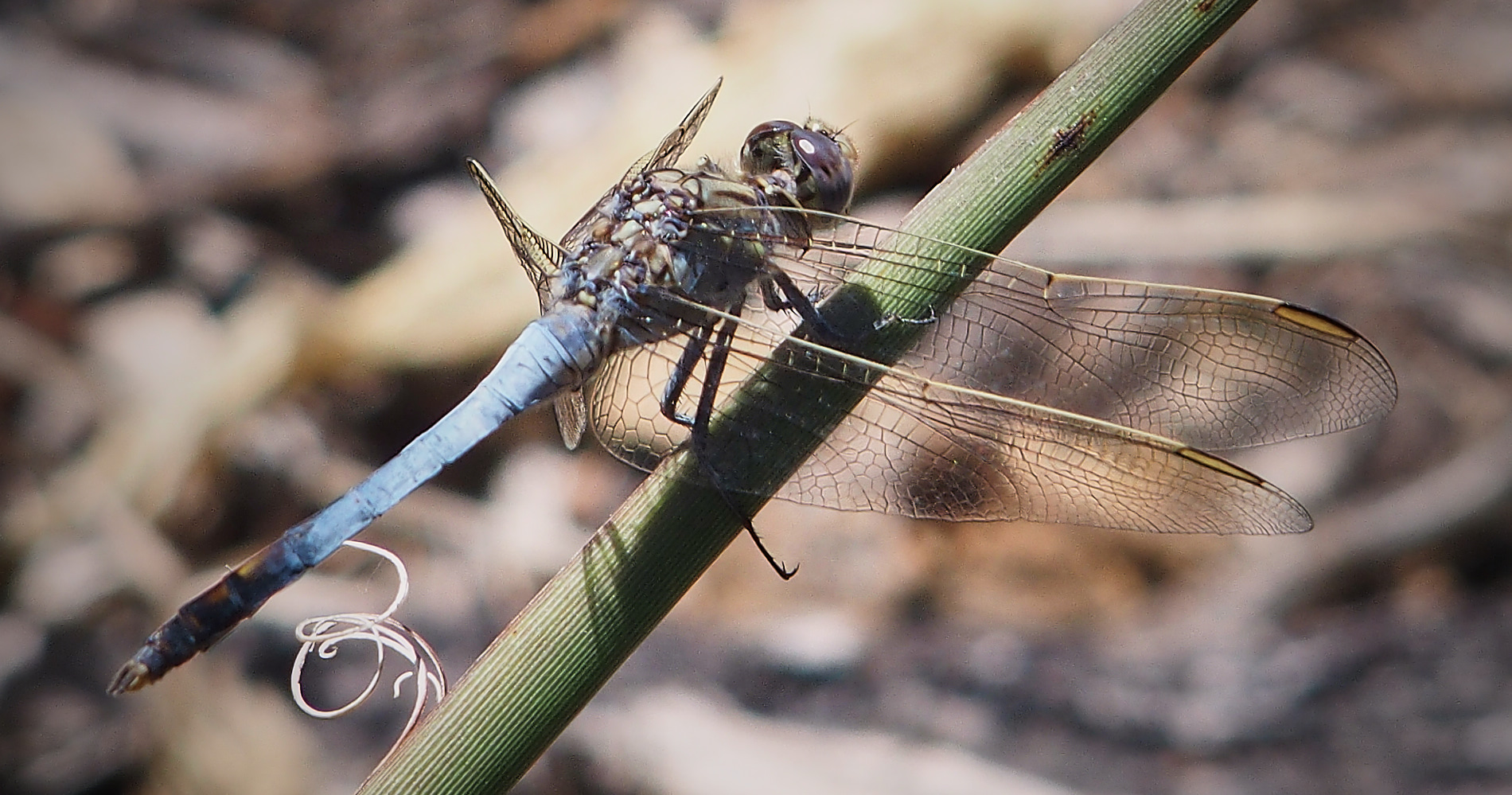 Resting Dragonfly