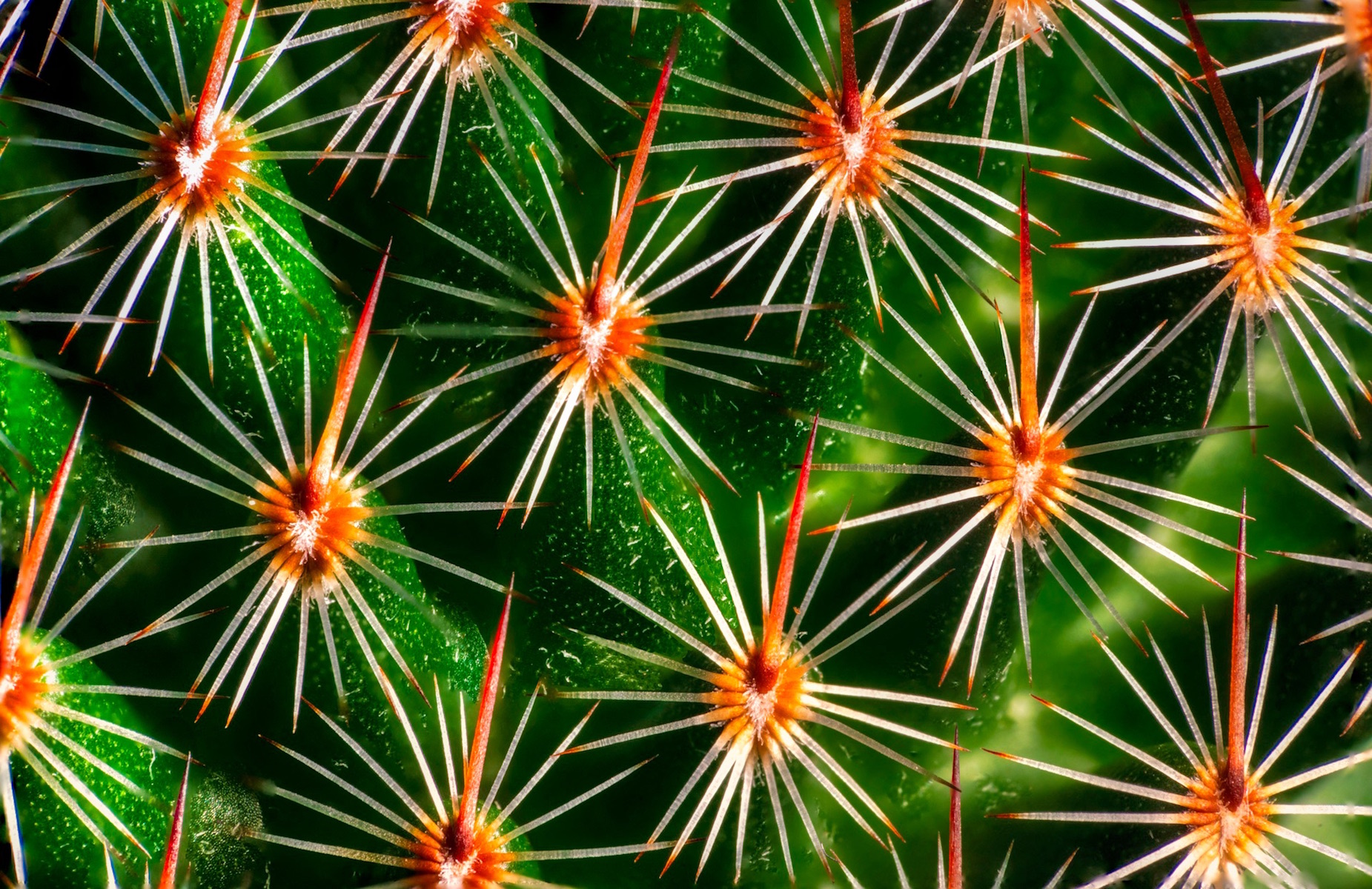 Thumb Cactus Mammilaria Matudae