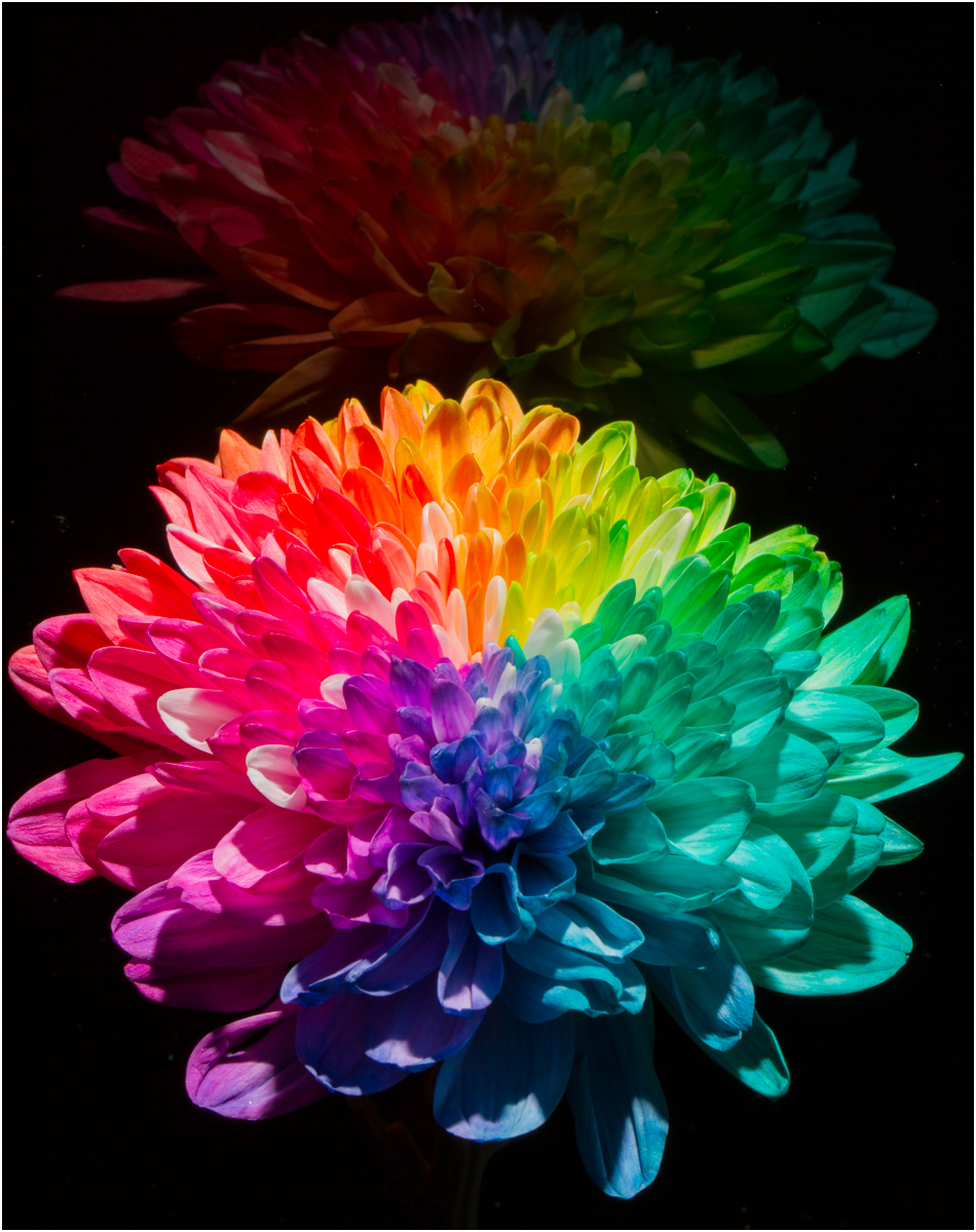 Rainbow Chrysanthamum