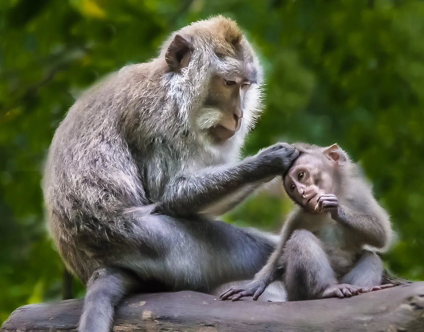 Mother Care.jpg