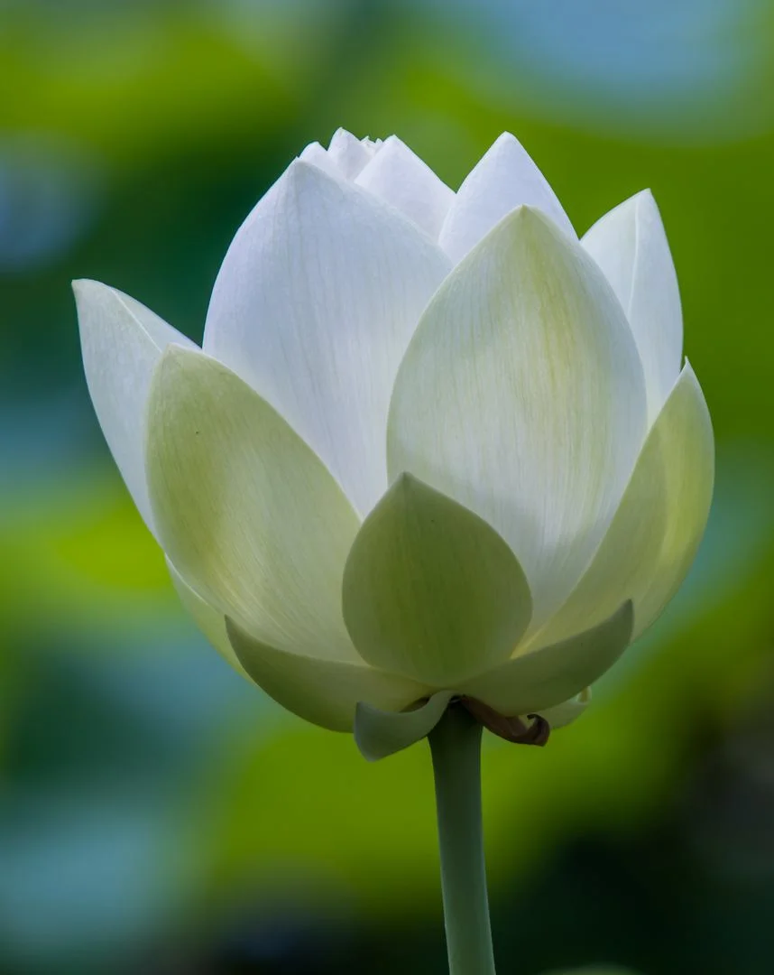 Lotus 20.jpg