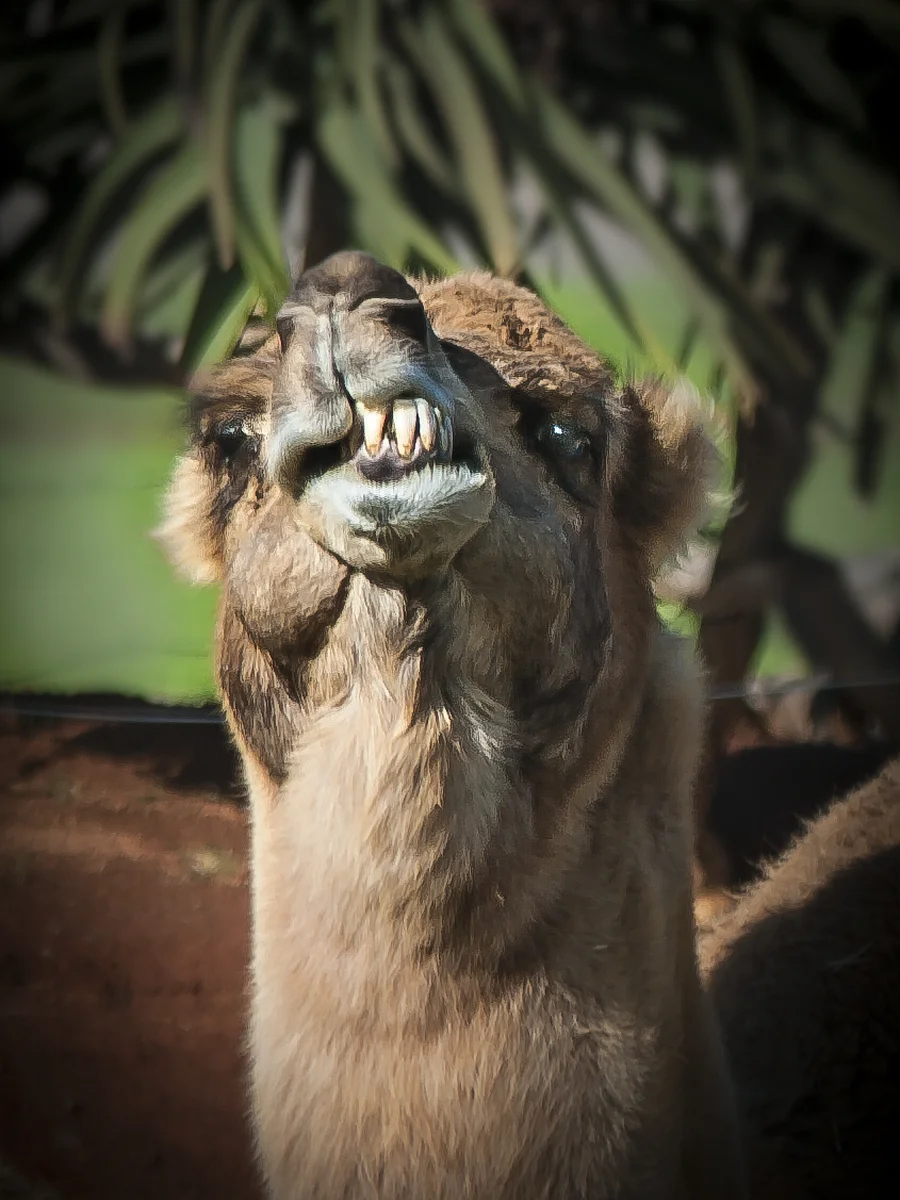 My wee Fwont Teef, Macro EDPI, Ron Davis