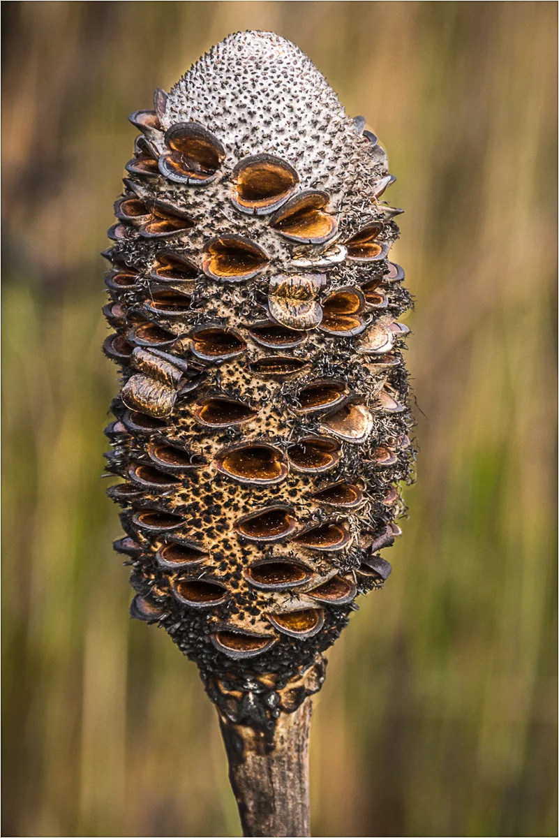 6  Open Subject EDPI_Bellmont_Peter_Banksia Seed Pod.jpg