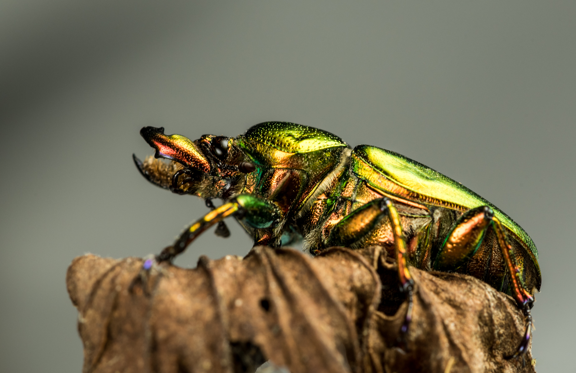 6  Open Subject EDPI_Blennerhassett_Jannette_Christmas bug.jpg