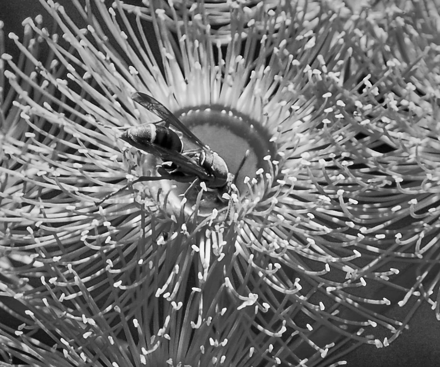 6  Open Subject EDPI_Sonnemann_Joan_Wasp.jpg