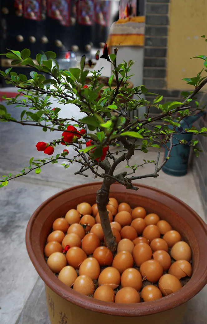 6 Open Subject EDPI_Zampaglione_Rocky_Egg _plant.jpg