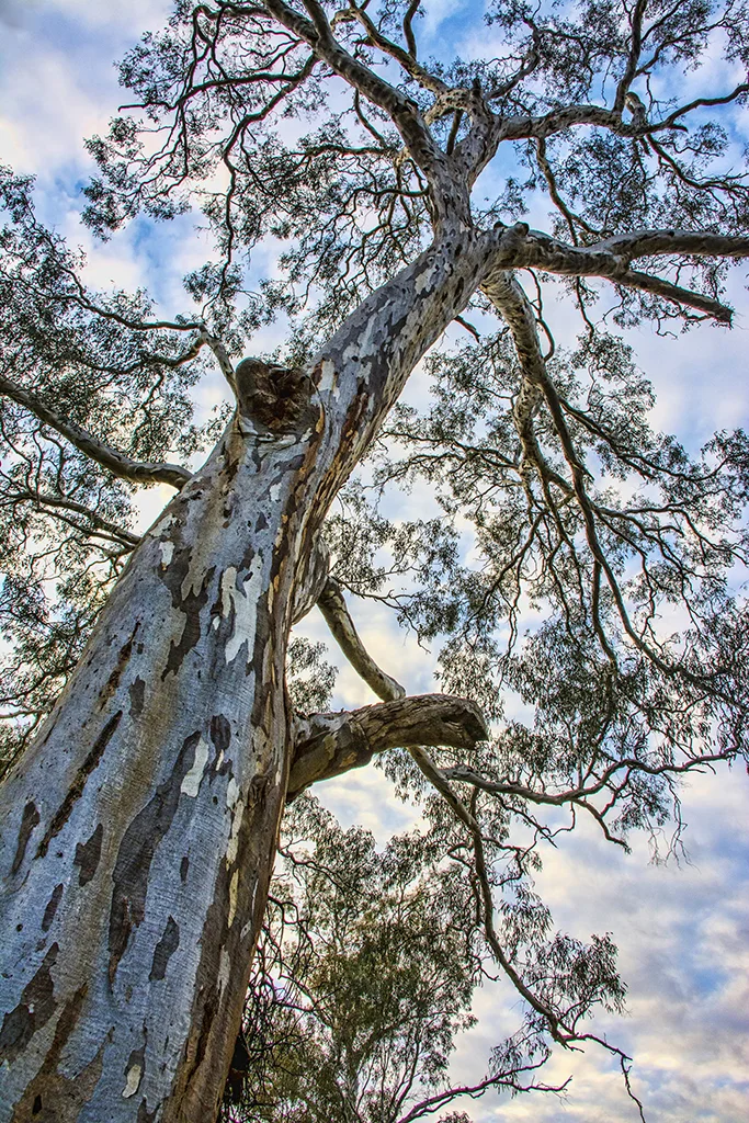 Magnificence Open. Nellina Sebastian