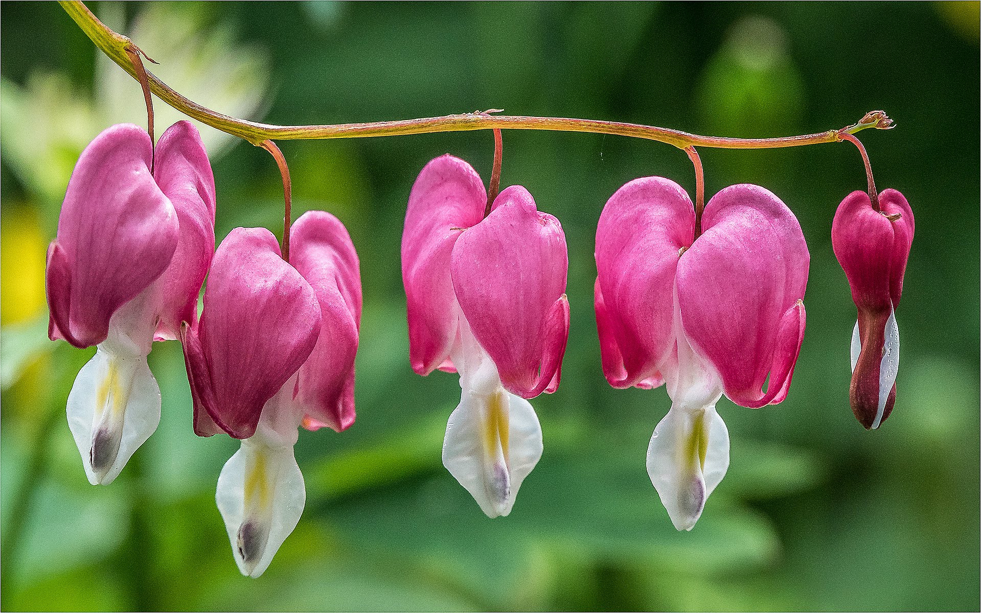 Spring Blooms, UK