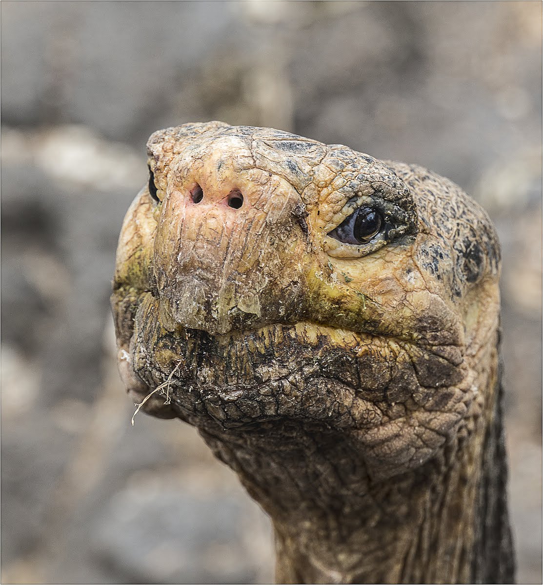 Tortoise, Galapagos Islands