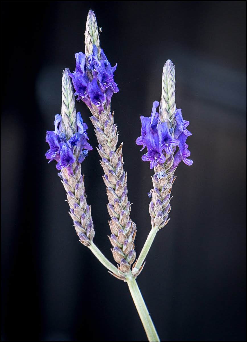 Flower Trident, Port Fairy