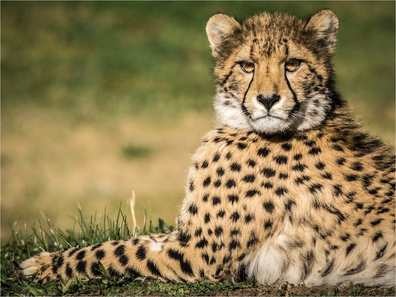Cheetah, Dubbo Zoo