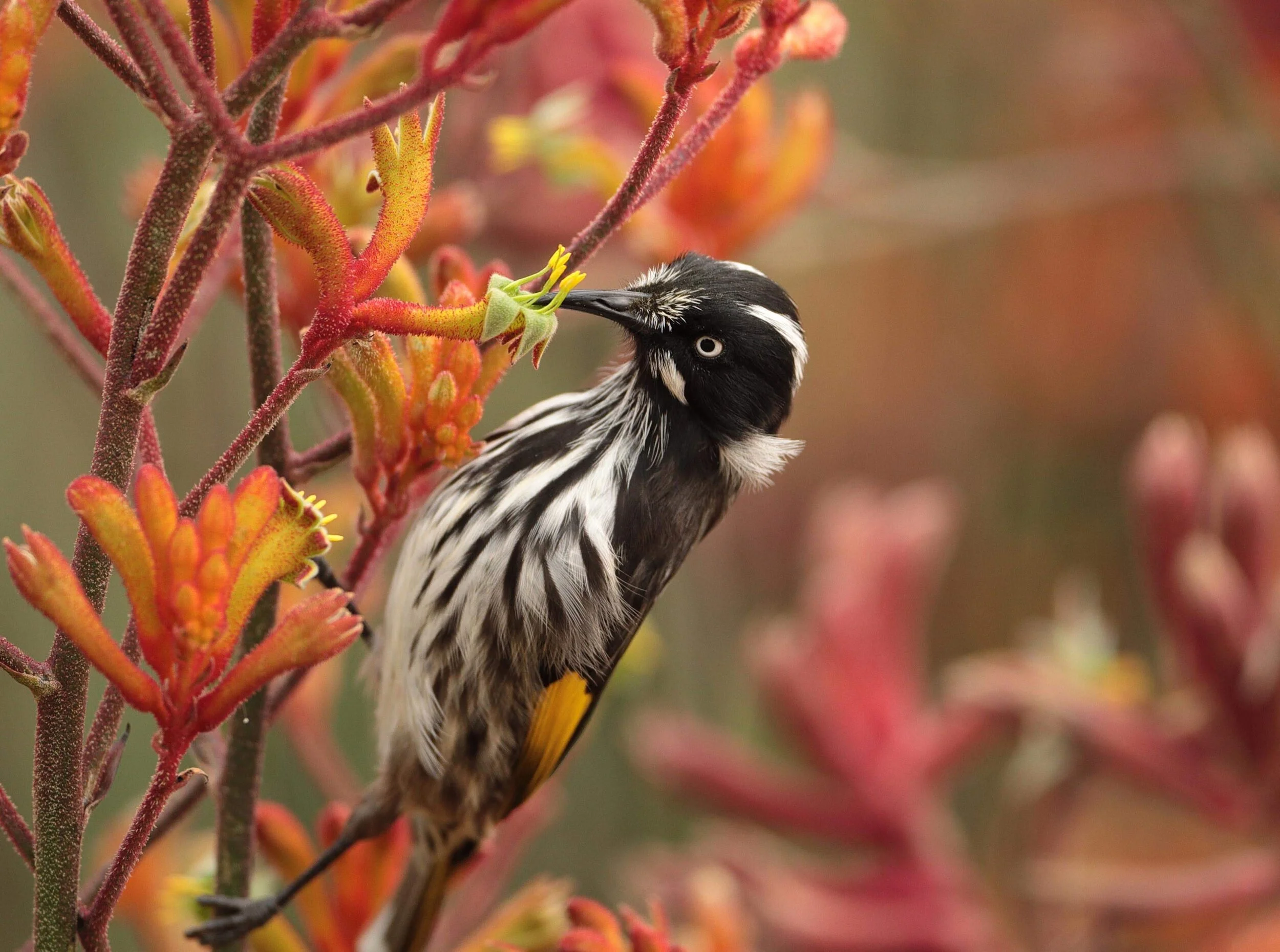 Li Ting Jiang: New Holland Honeyeater