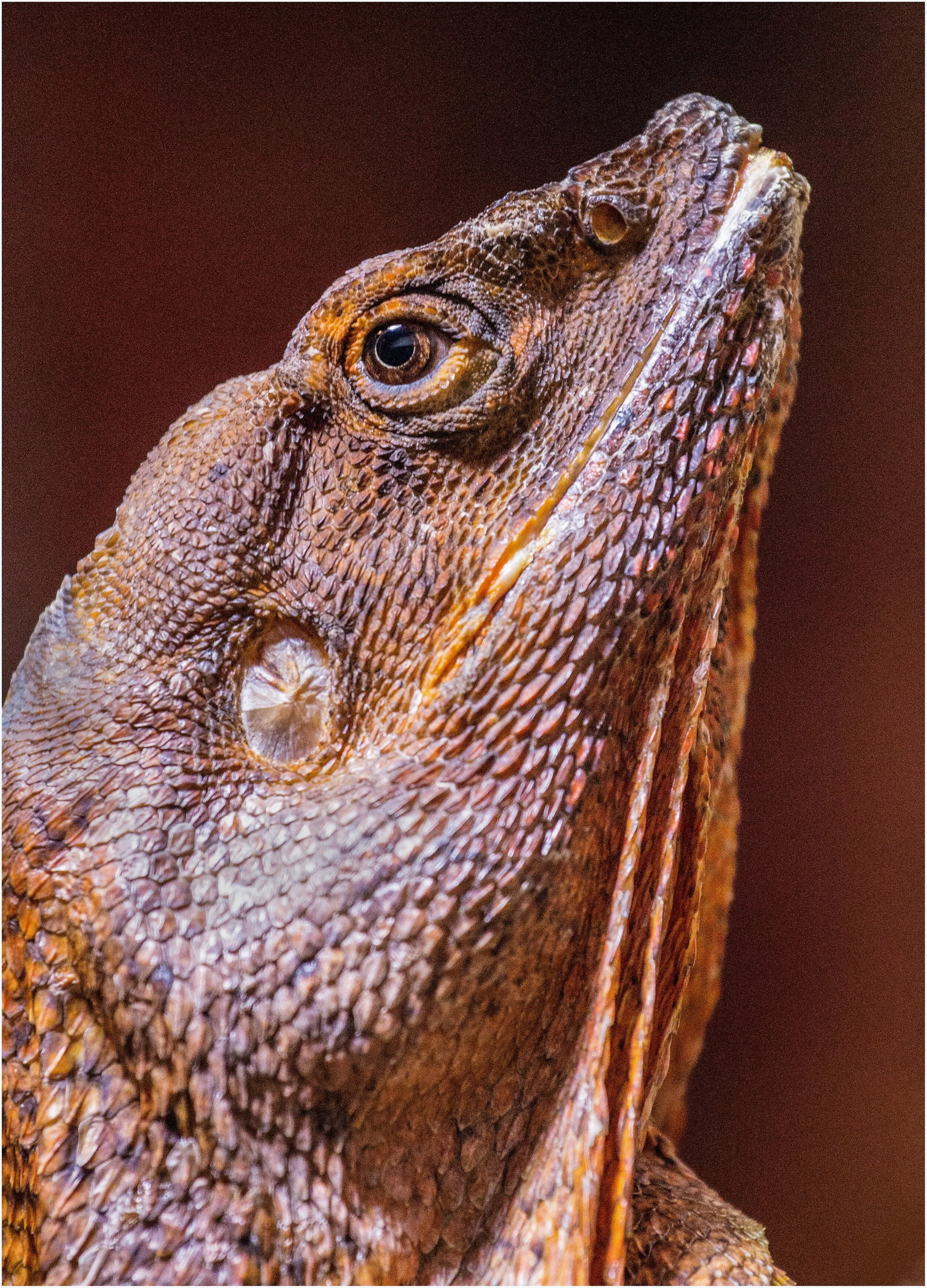 Richard Aspland, Lizard
