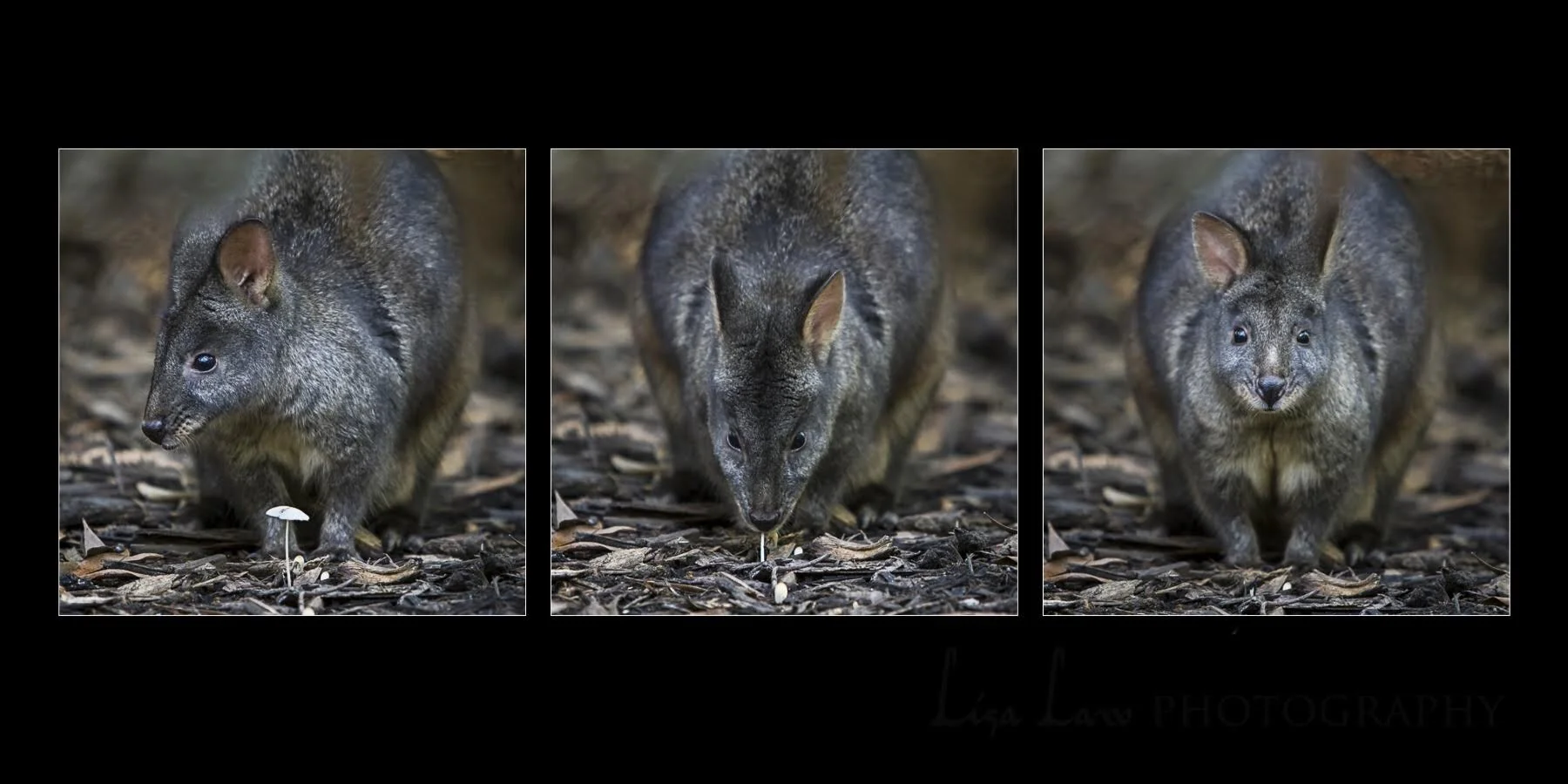 2  Open Subject EDPI_Law_Lisa_Degustation.jpg