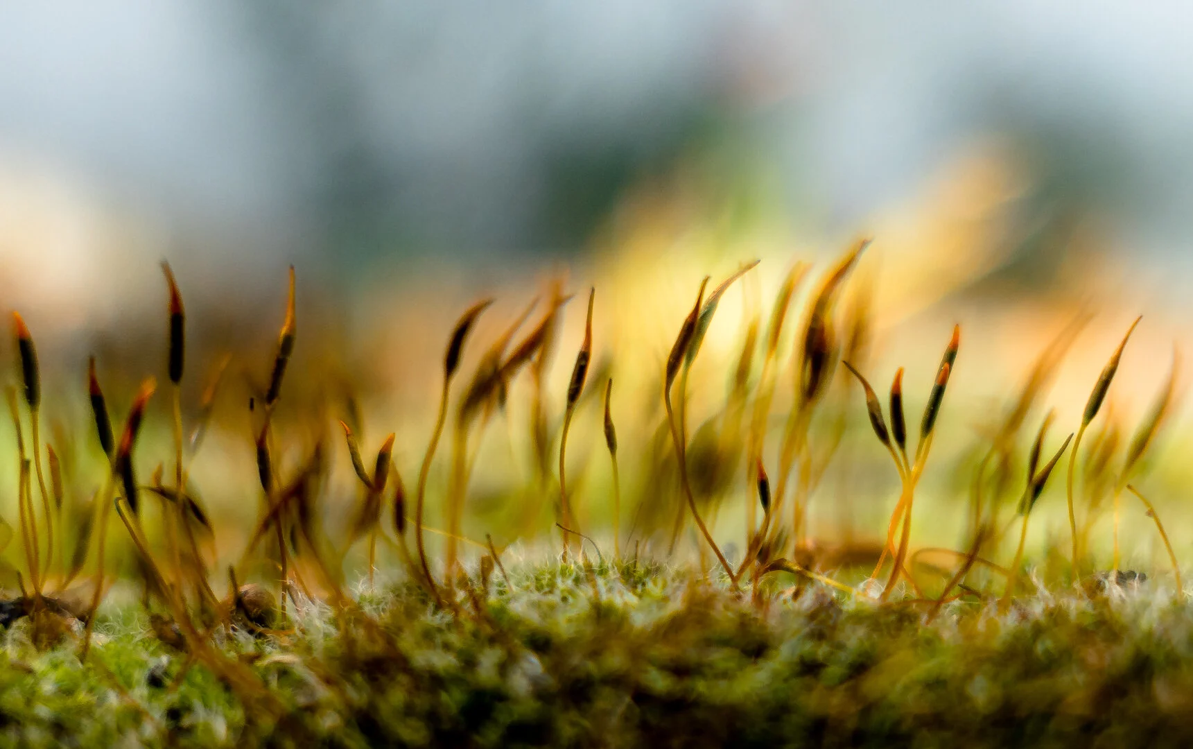 Mossy things, Jannette Blennerhassett