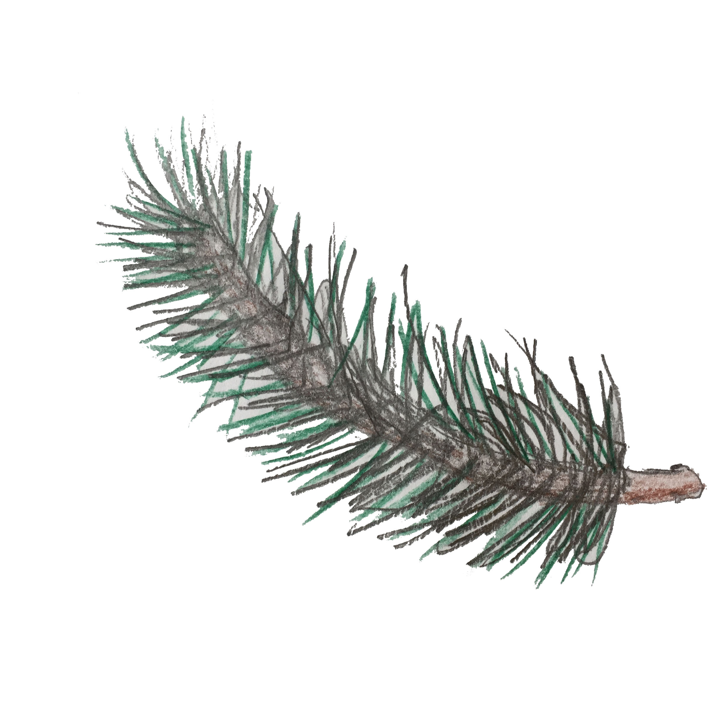 Year 1 Pine