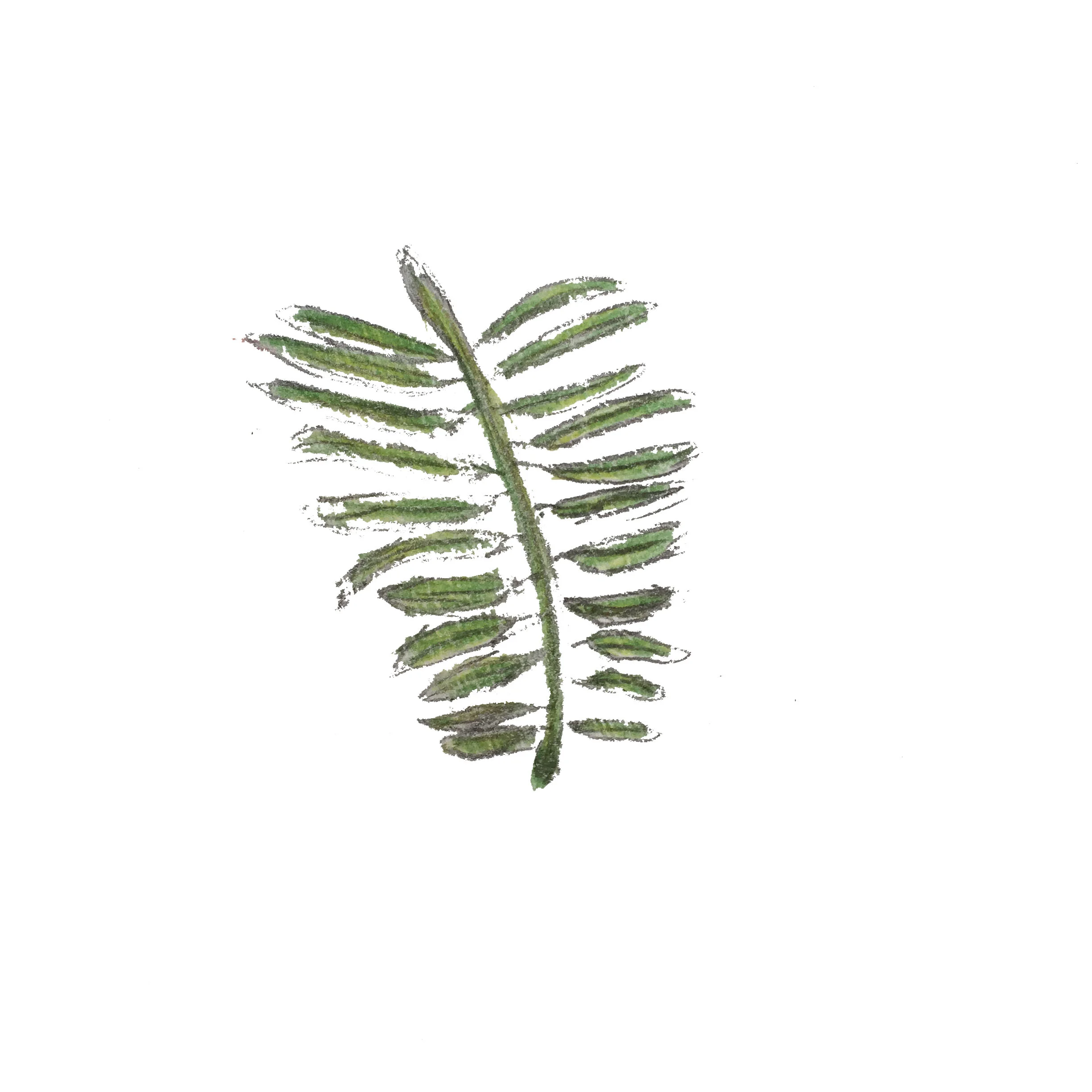 yew.jpg