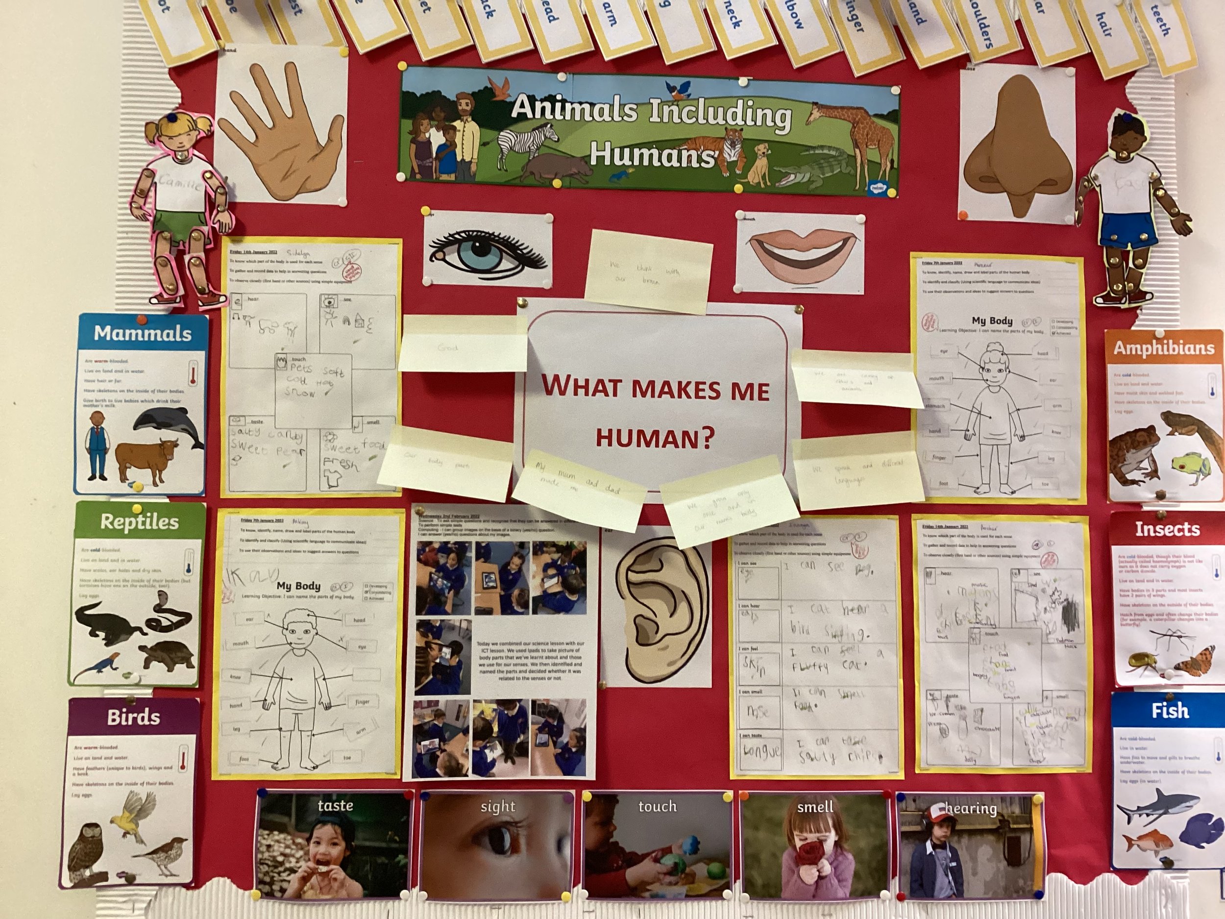 Humans Including Animals!